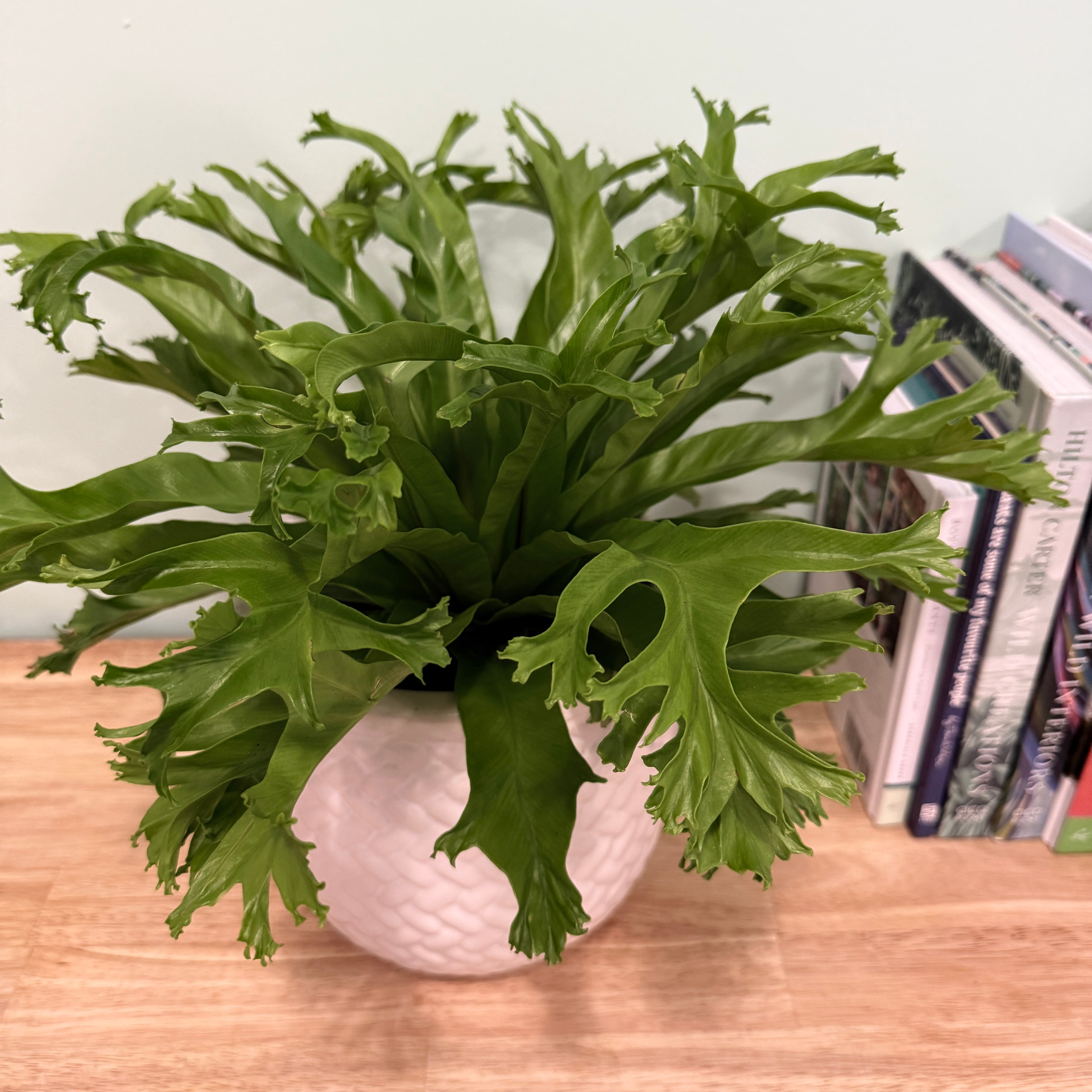 Birds Nest Fern - Asplenium Nidus