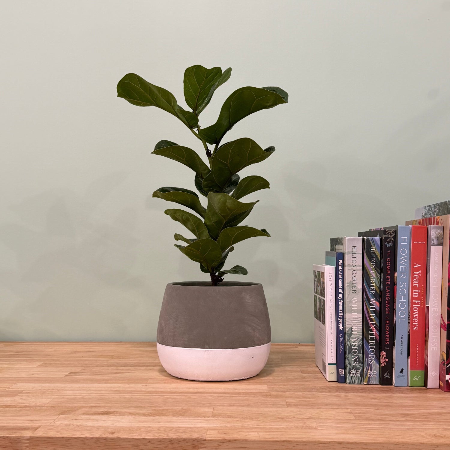 ficus in ceramic pot 