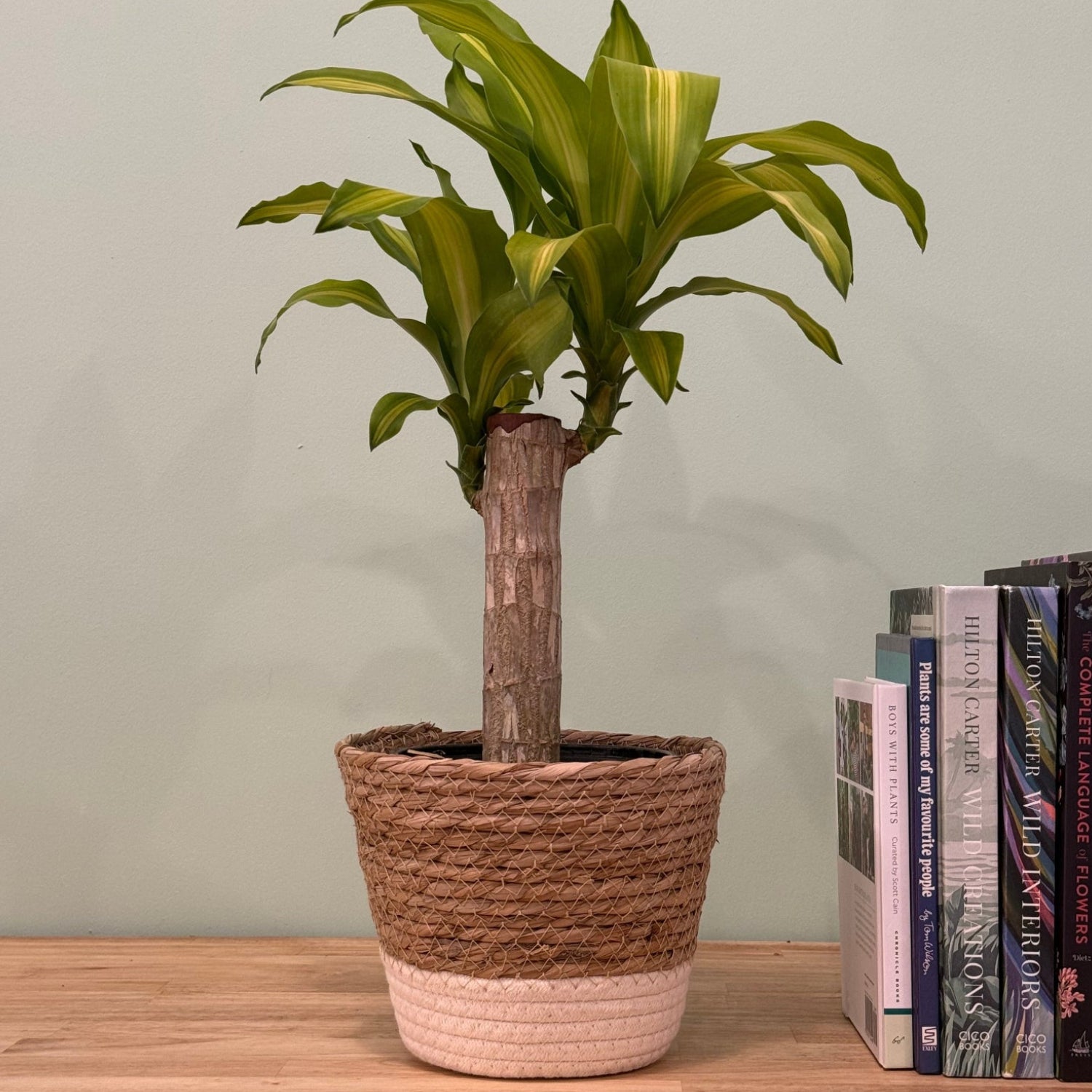 A potted Dracaena massangeana plant with green and yellow variegated leaves, set in a woven brown and beige rope basket planter on a light wood shelf next to a stack of books.