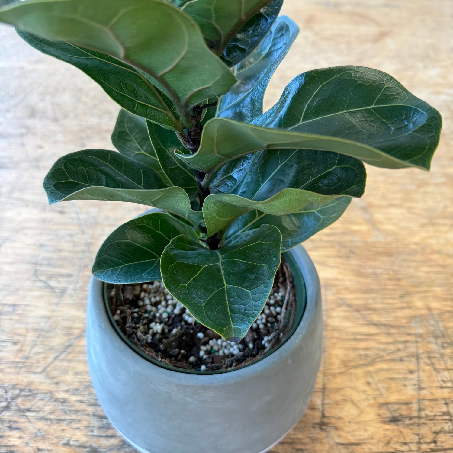 A fiddle-leaf fig plant with glossy green leaves in a round gray pot, placed on a light wood tabletop.