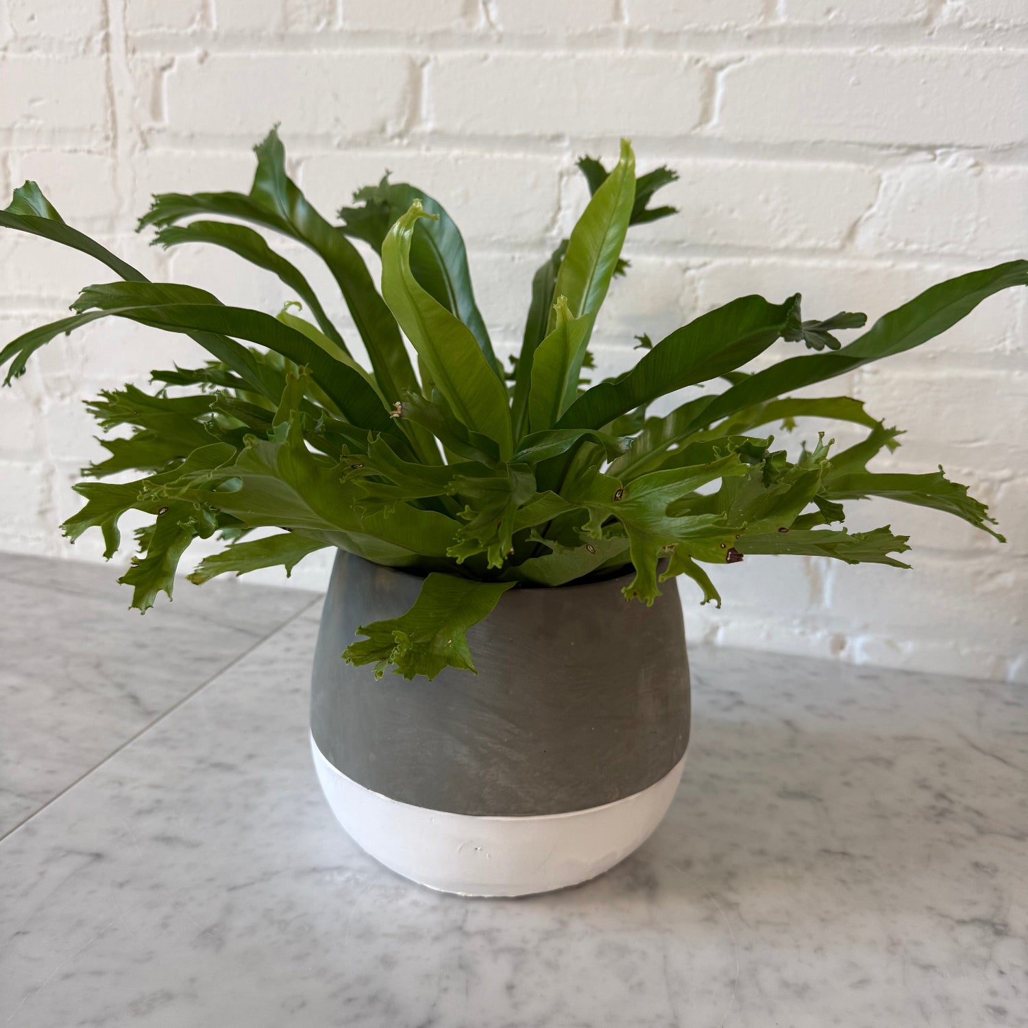 A green fringed plant in a two-tone gray and white ceramic pot, placed on a light marble surface against a white brick wall.
