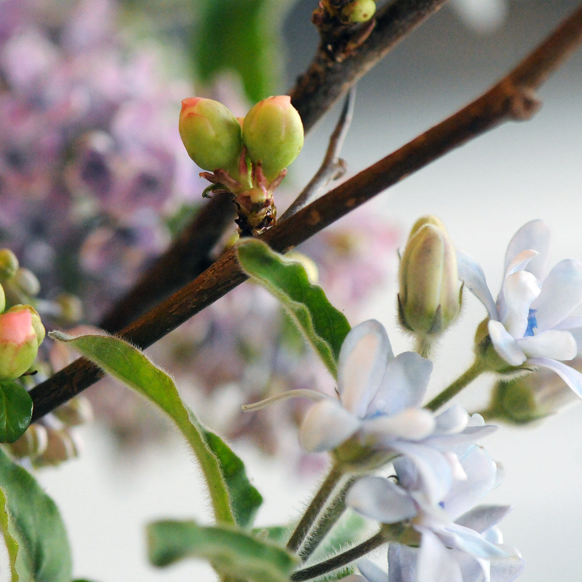 Close-up of a branch with white flowers and green buds against a blurred background