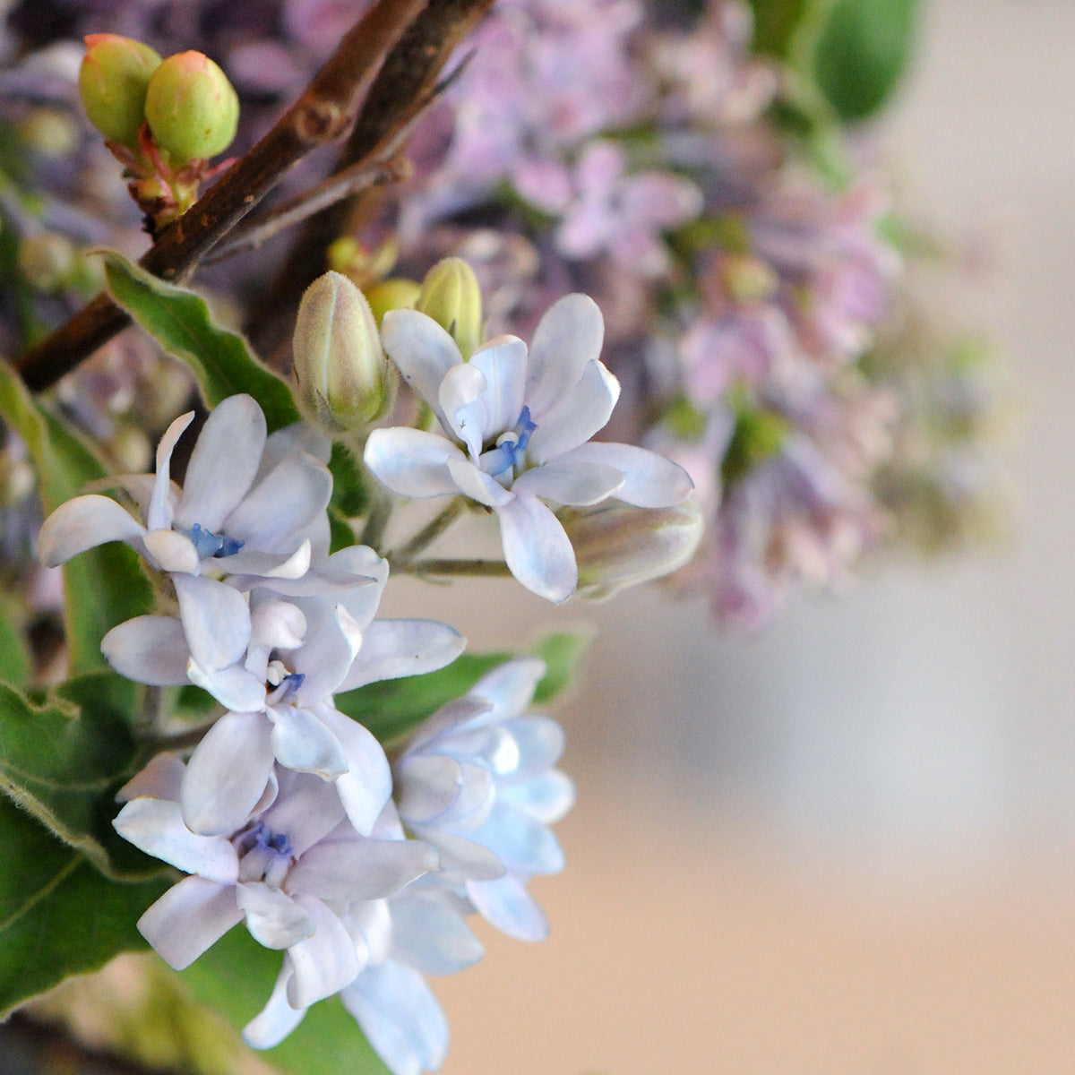 Close-up of Tweedia flowers with green leaves on a blurred background