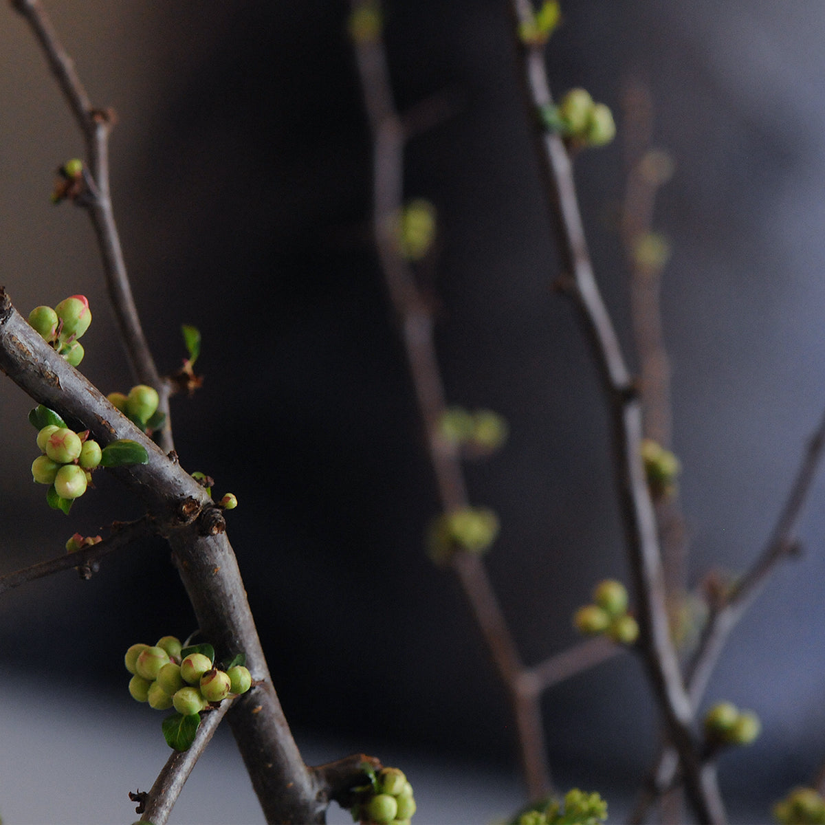 Close-up of flower buds on a branch with a blurred background