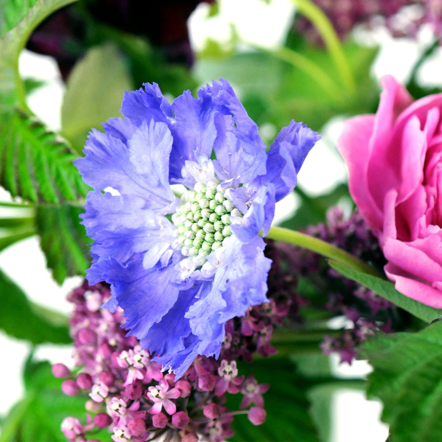 close up of scabiosa in great detail