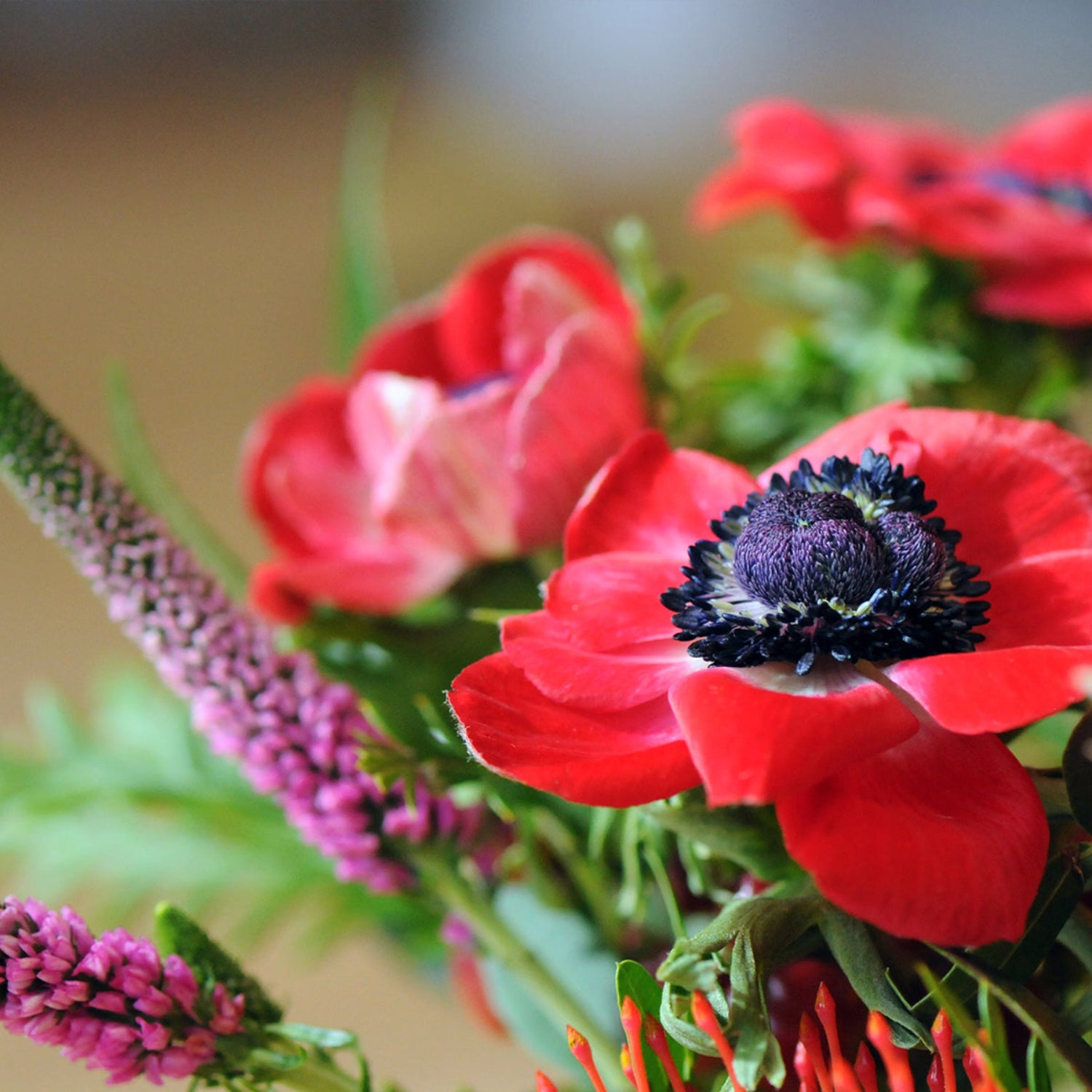 Detail view of the Red anemone flowers showing its almost black center to the flower 