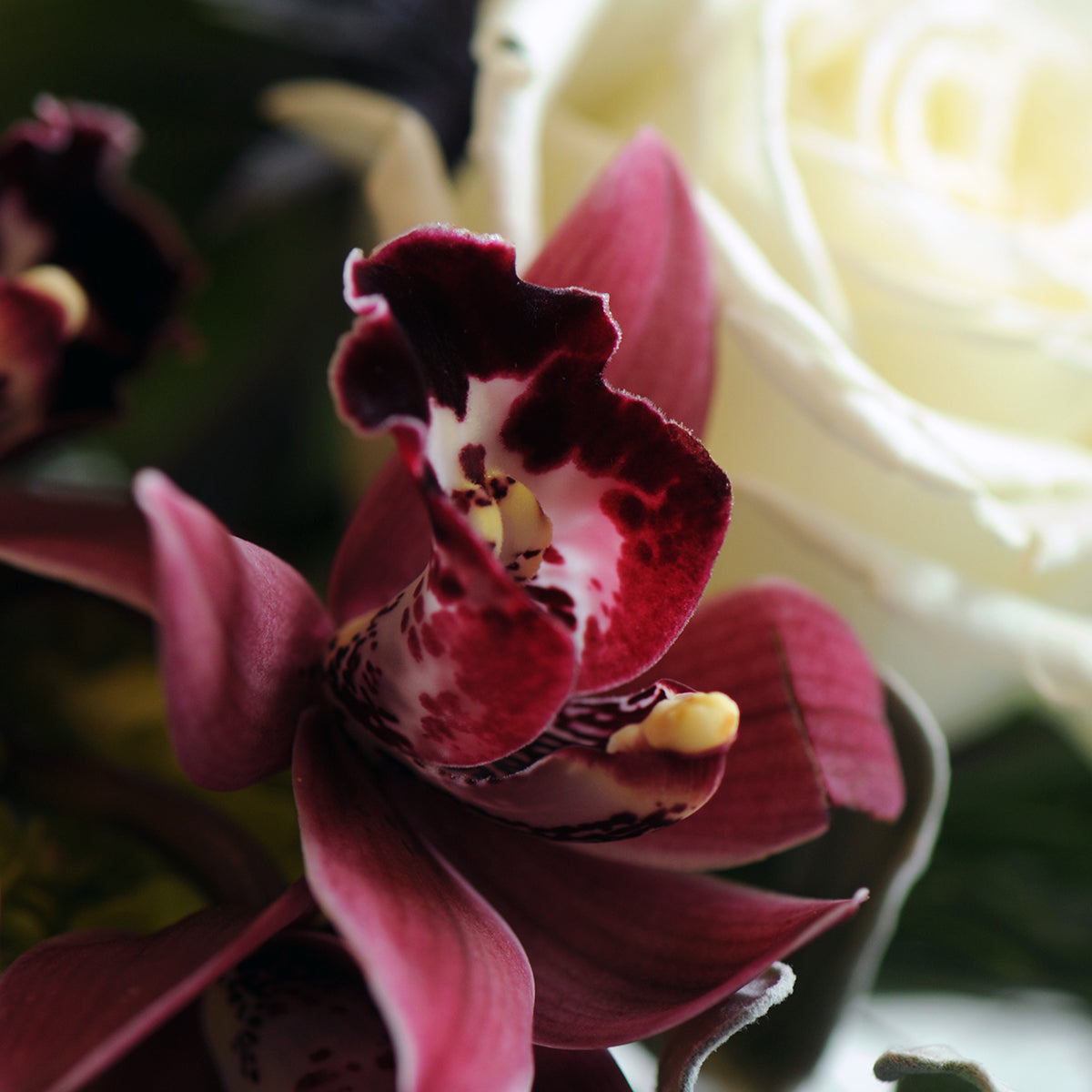 Close-up of a pink orchid with a blurred background