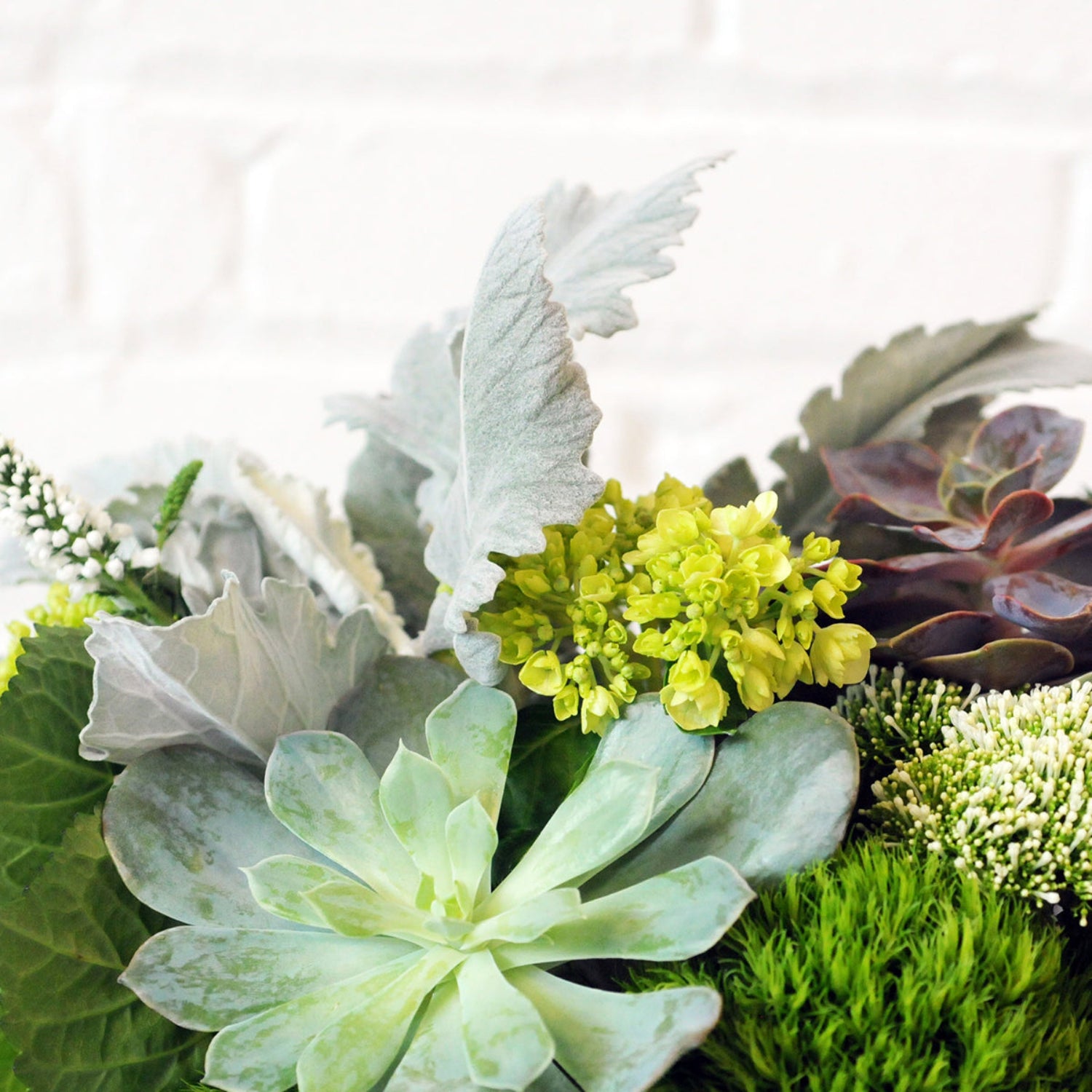 Close up shot of dusty miller