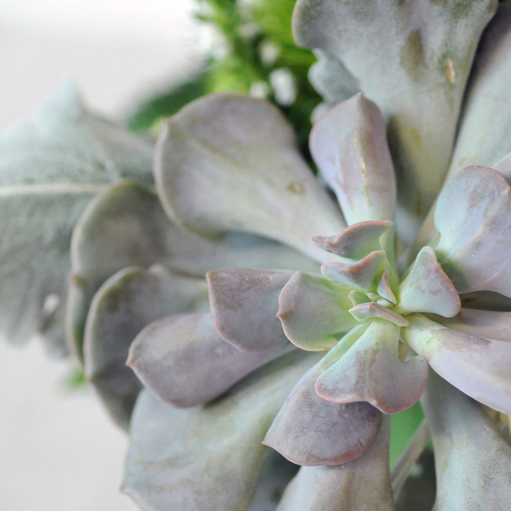 Close up of Sedum in Loring floral arrangement 