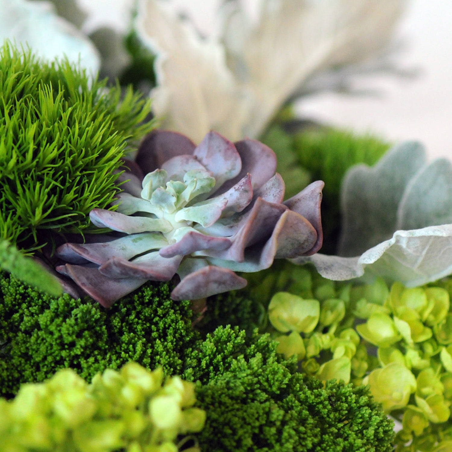 Close-up of a succulent plant with other foliage.