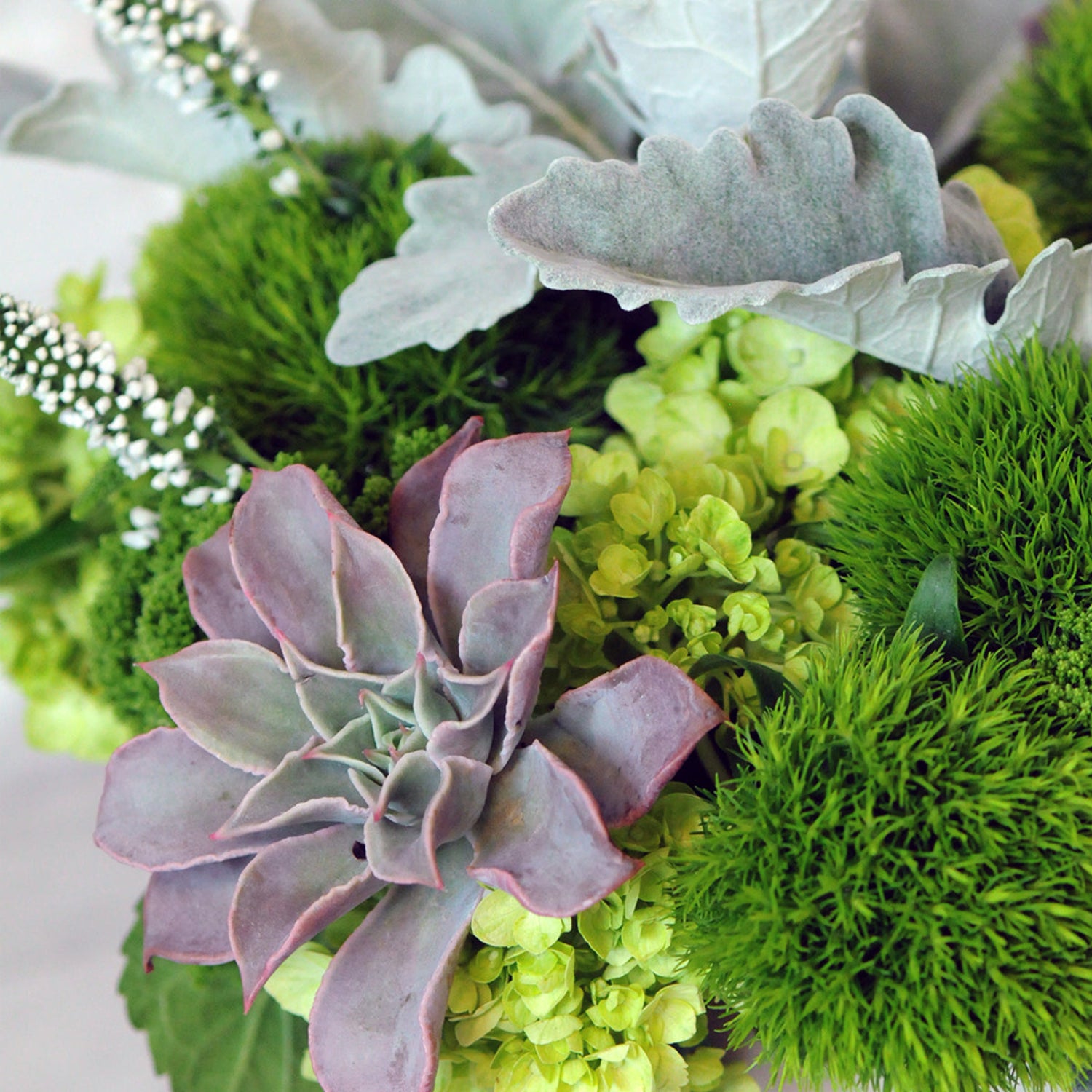 Detailed photo of a succulent with green and silver foliage 