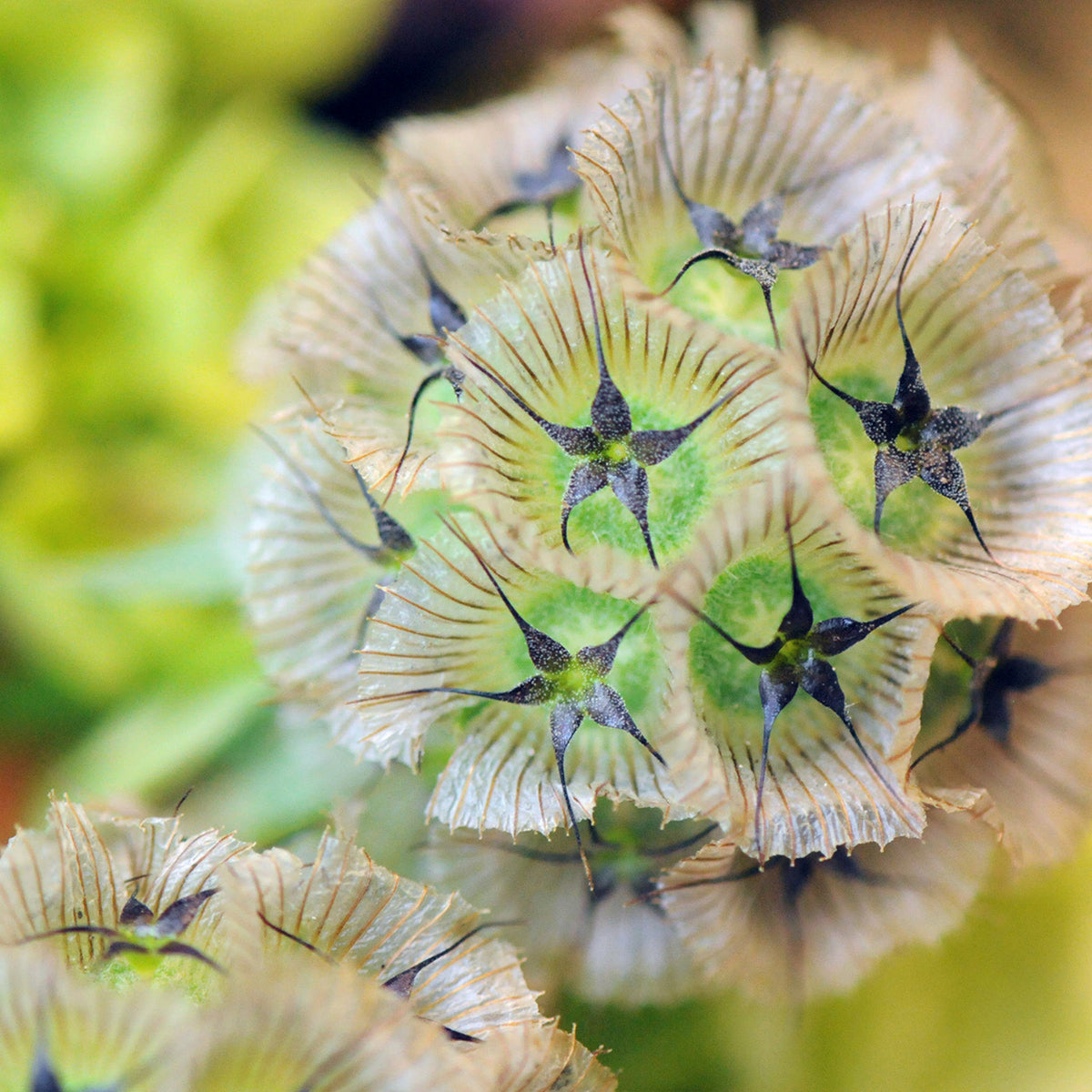 Detail view of Scabiosa pod heads featured in Spruce Flowers lowry arrangement 
