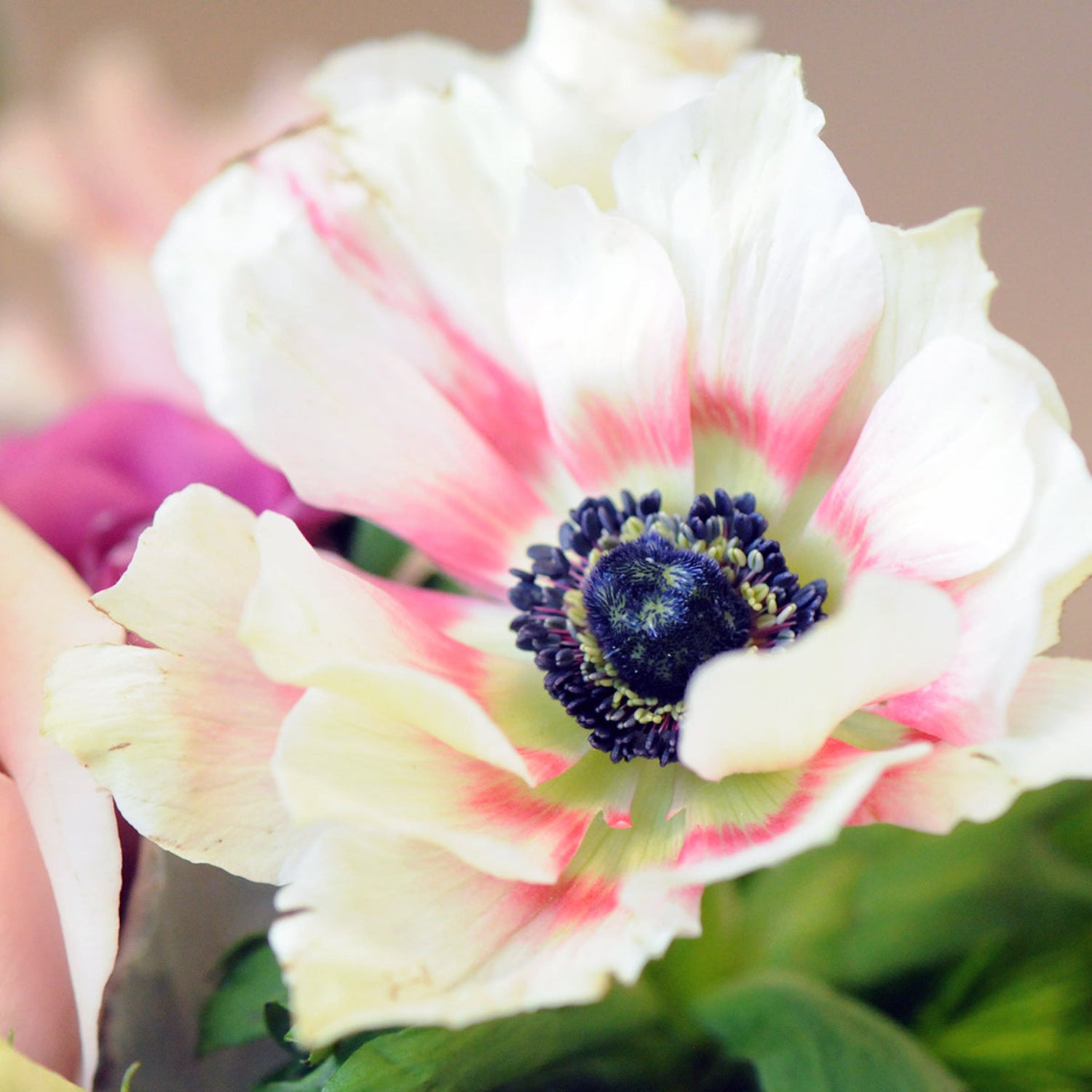 Detail view of a pastel Anemone 