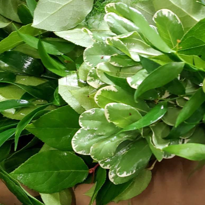 Close-up of green leaves with a blurred background