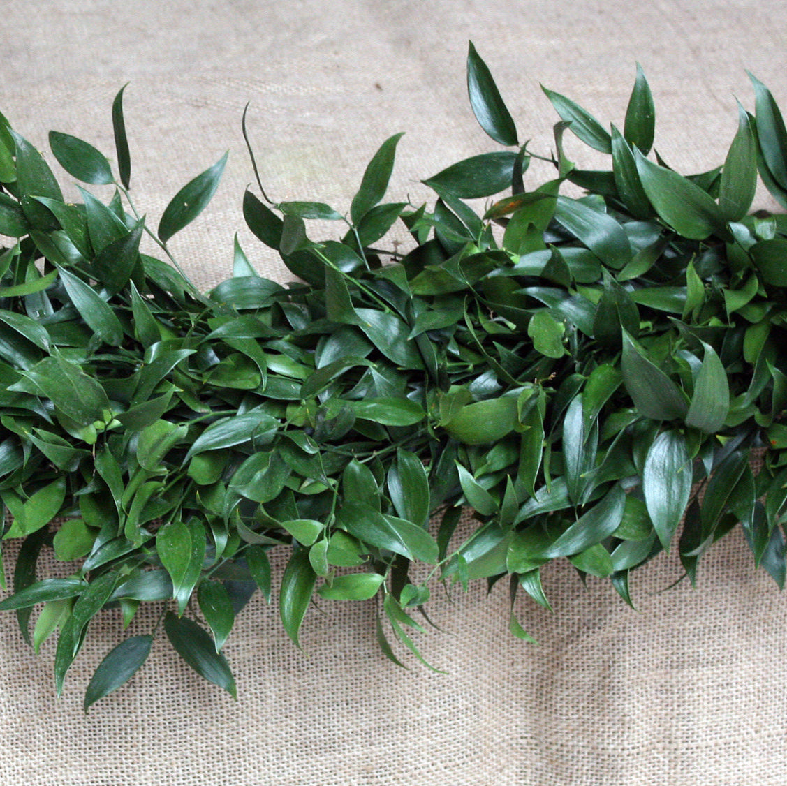 Green leafy italian Ruscus garland on a textured beige background