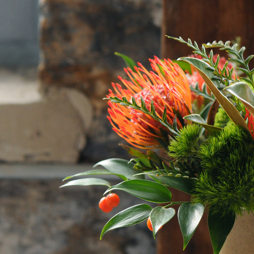 Close up image of Protea Flower and Foliage 