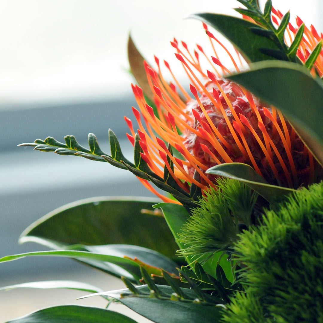 Macro detail of Protea flower 