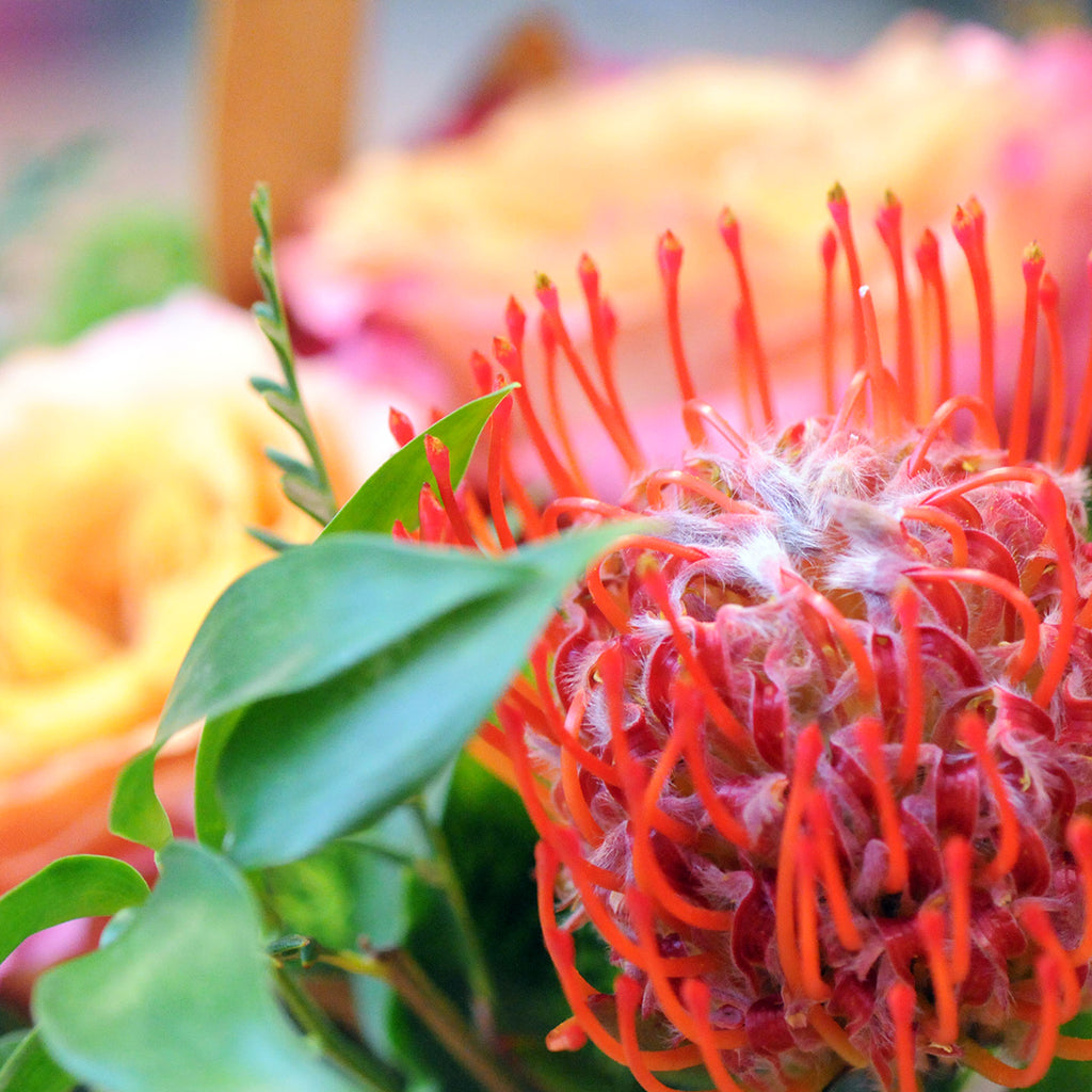 Detail view of Protea Flowers 