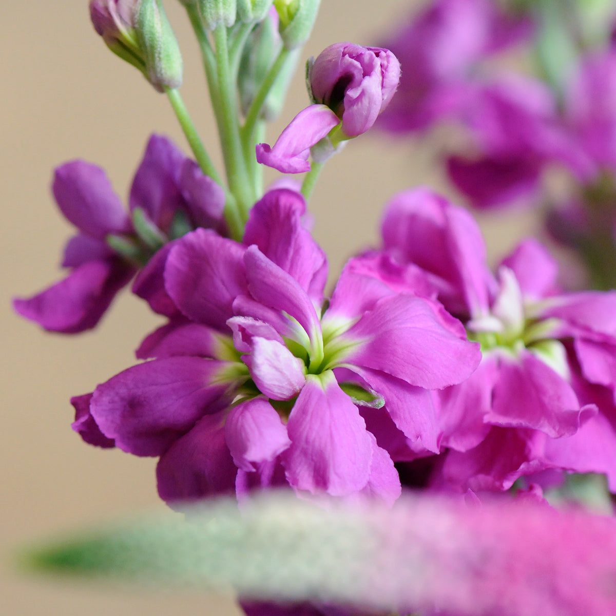 Close up of Hot pink Stock flowers 