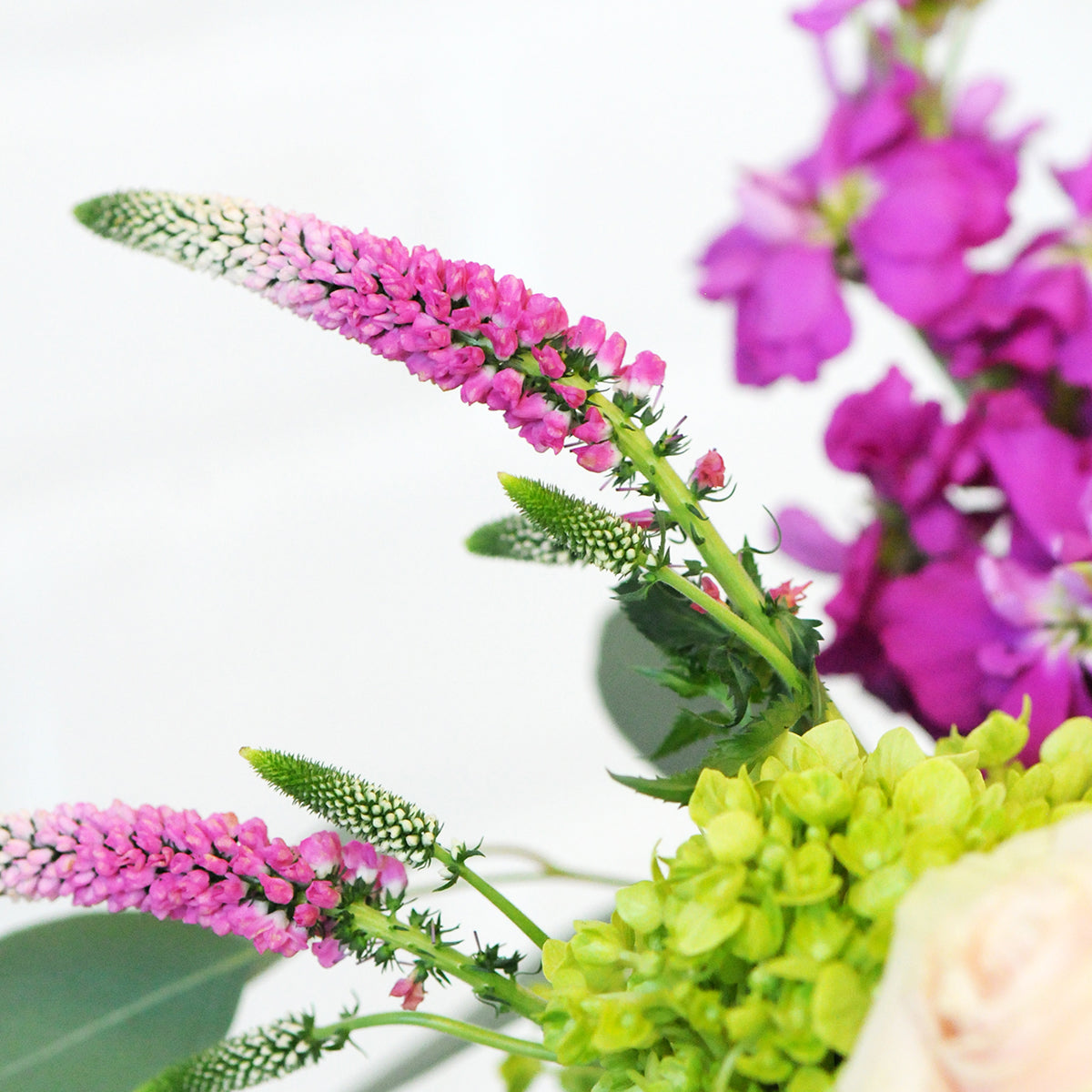 Two tone pink and white veronica 