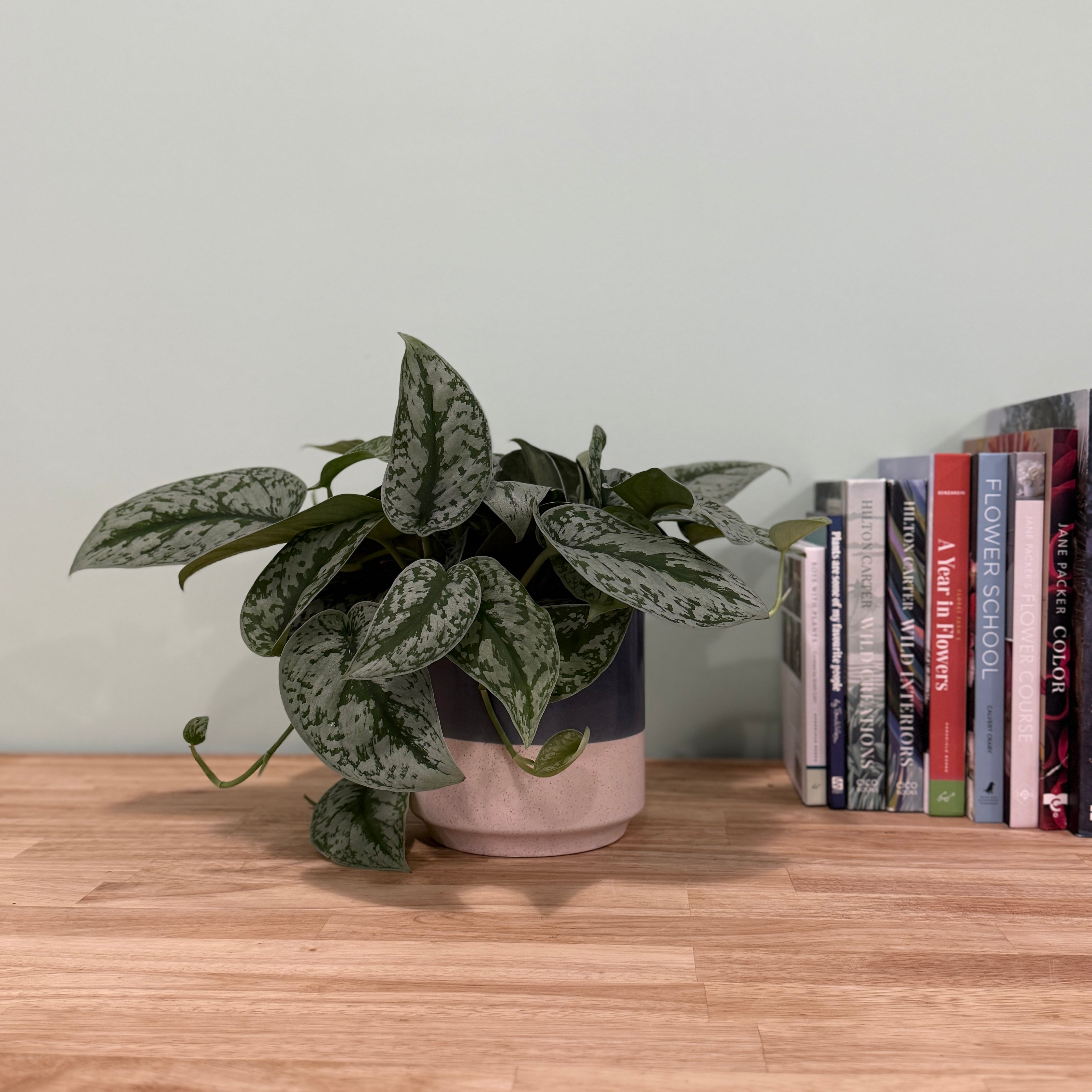 Potted plant on a wooden surface next to a stack of books