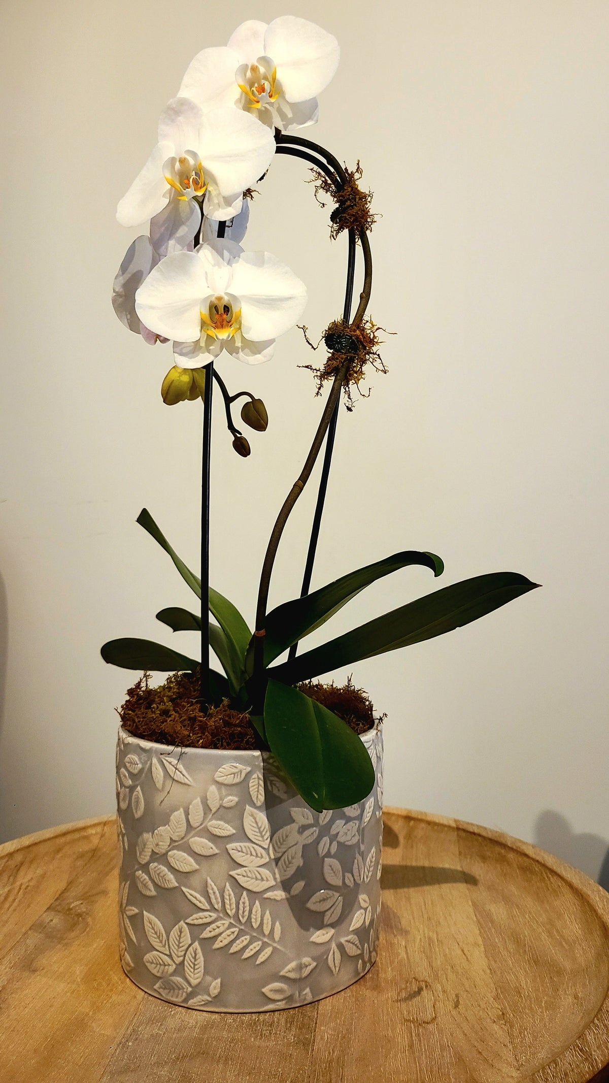 Waterfall Phalaenopsis Orchid – Spruce Flowers and Events