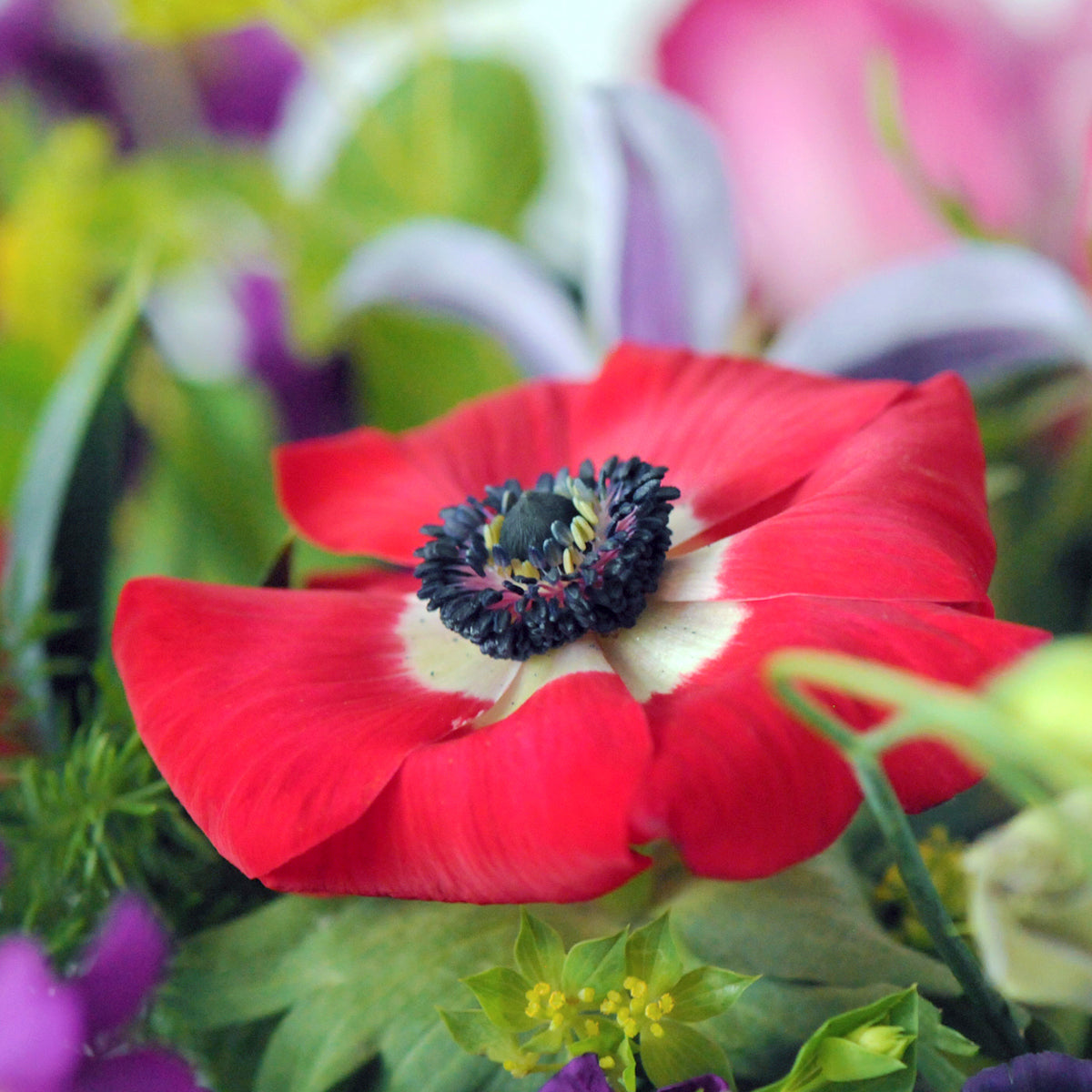 Close up of Anemone Flower 