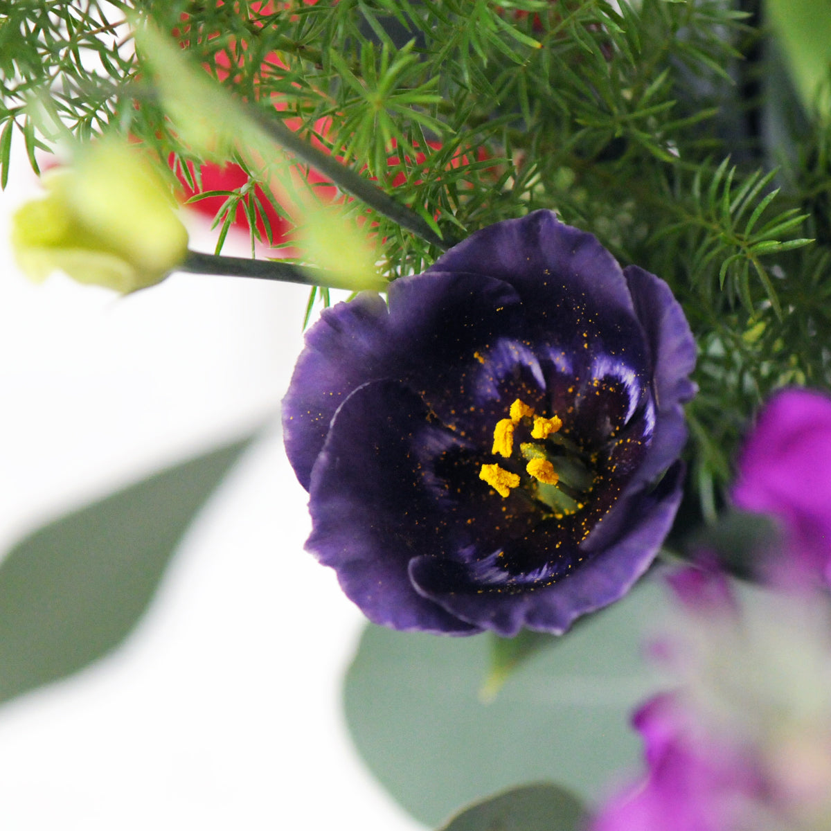 Close up of Deep Purple Lisianthus Flower 