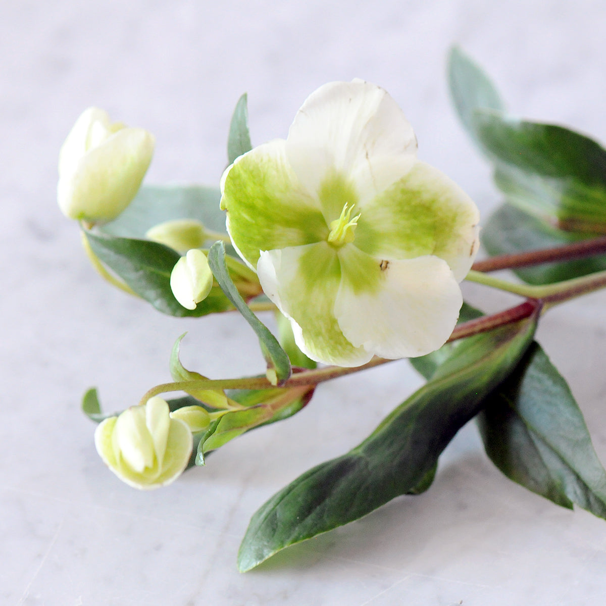 Aspen Flower Arrangement