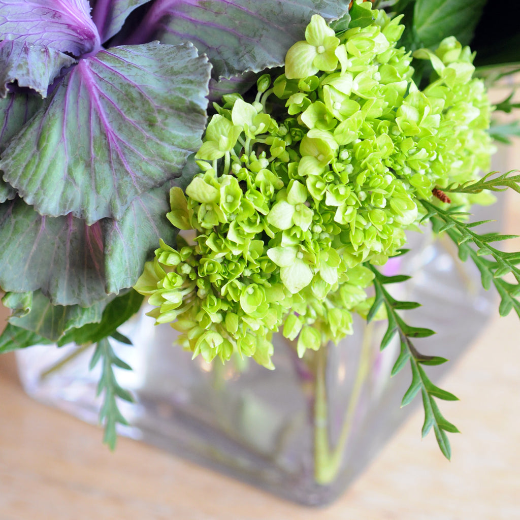 Close up of Mini Green Hydrangea  whose flowers continue to grow as the arrangement matures. Making our Bryant arrangement a great long lasting floral available for delivery in the Twin Cities Metro 