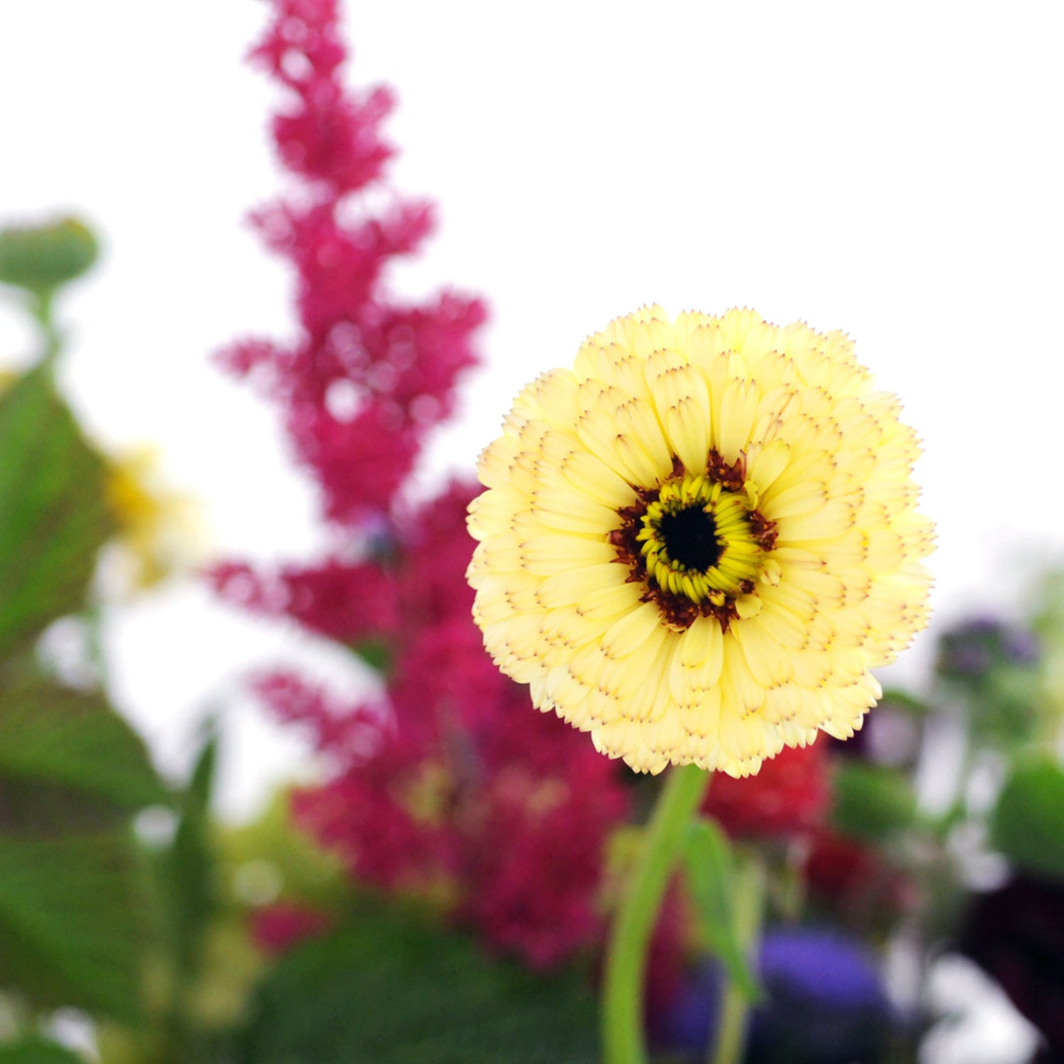 Zinnia Flower in yellow showing the detail of each petal tinged with subtle tips 