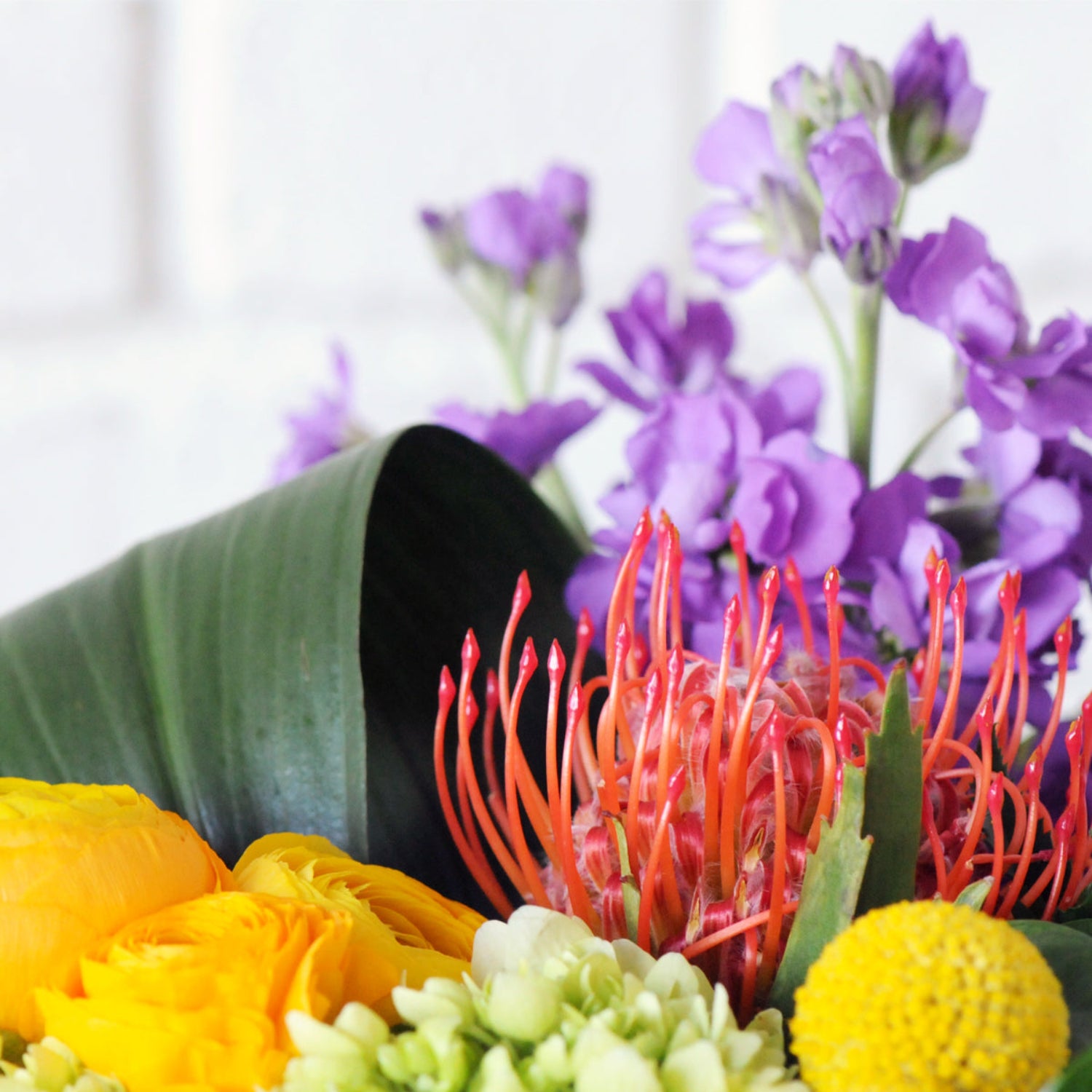 Close up detail of Protea. Image is an example of the styling rather than the exact arrangement that will be sent 