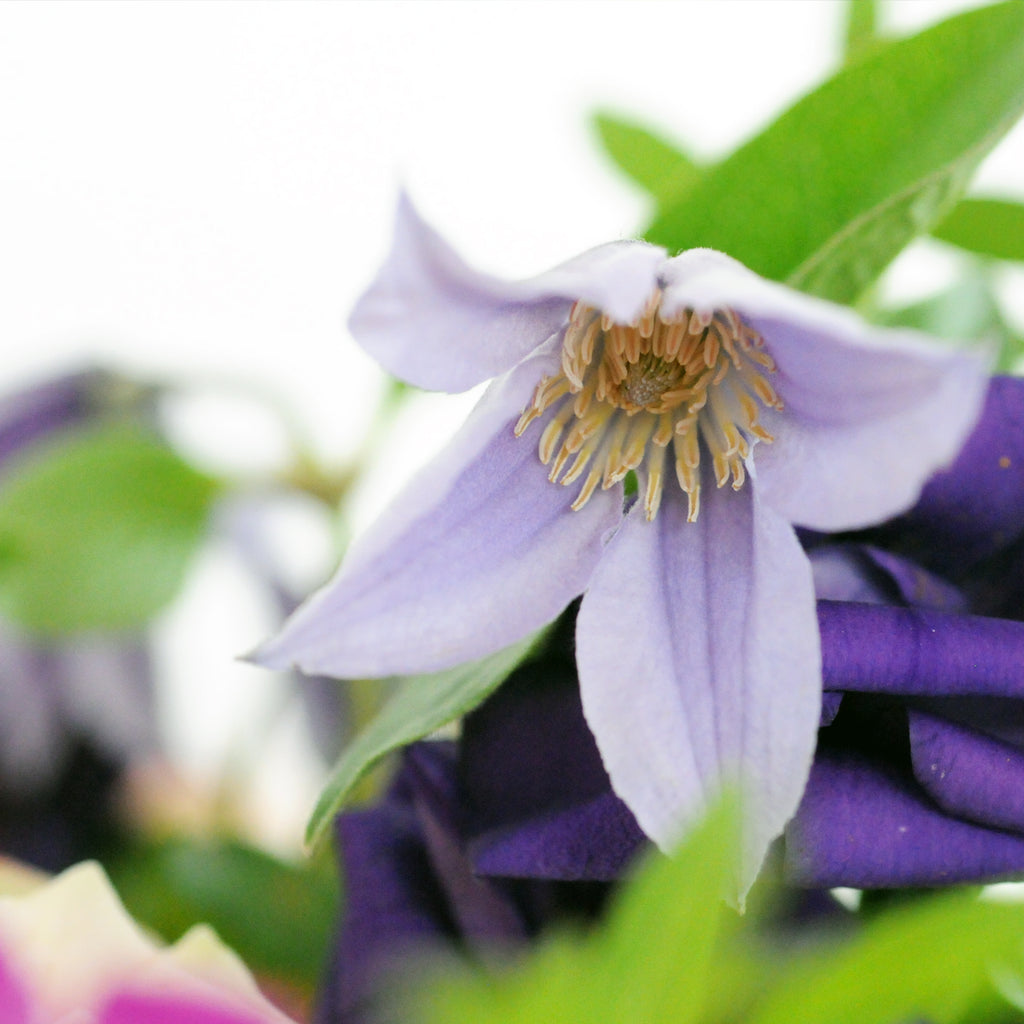 Whimsical Clematis Blooms feature  in Spruce Flowers summertime favorite The Channing