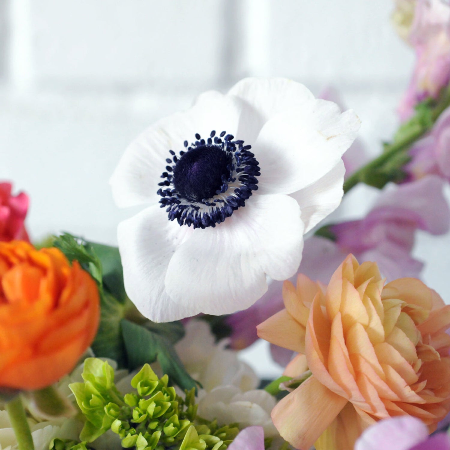 Close up on a white Anemone bloom and multi petalled Ranunculus 