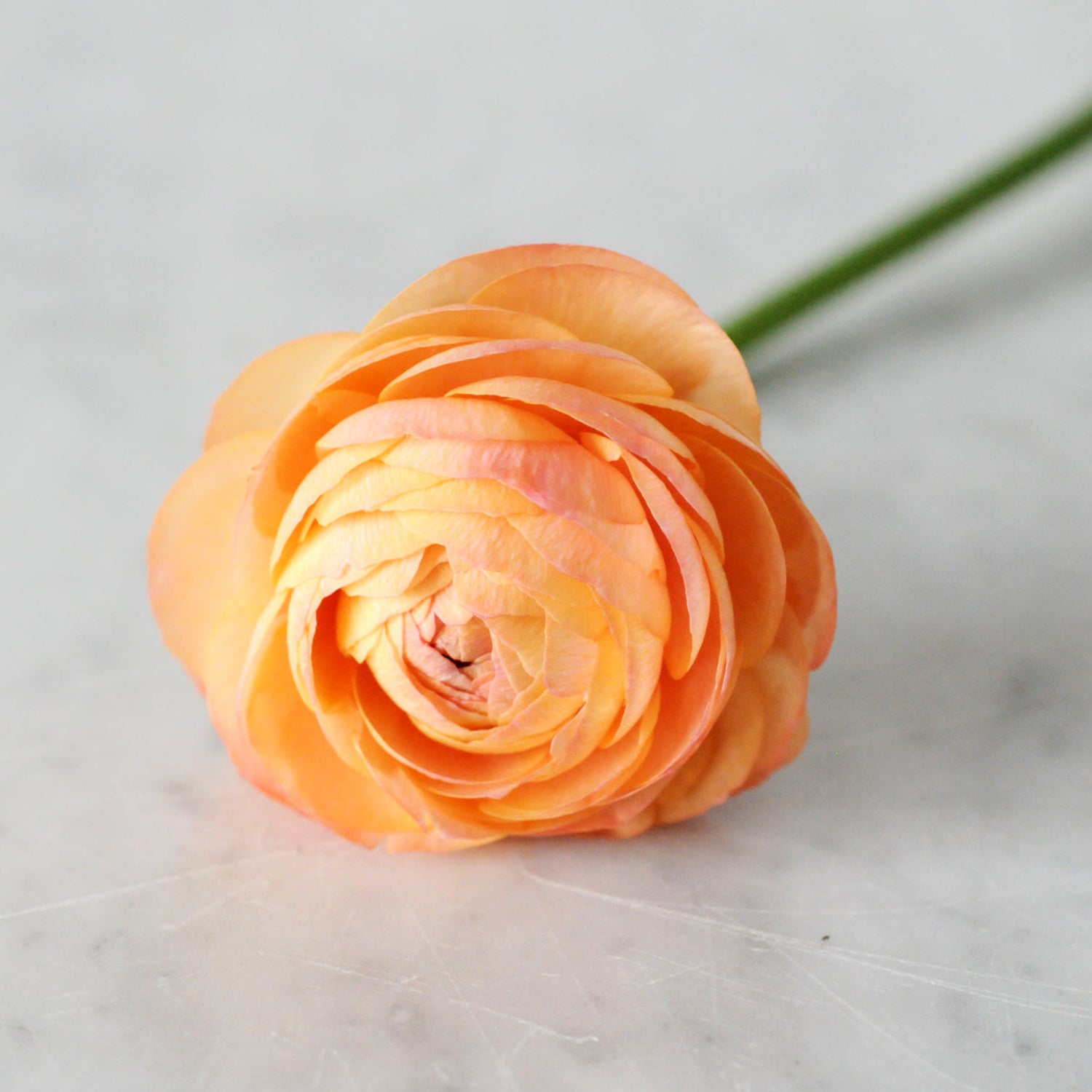 Single stem and bloom of a peach Ranunculus 