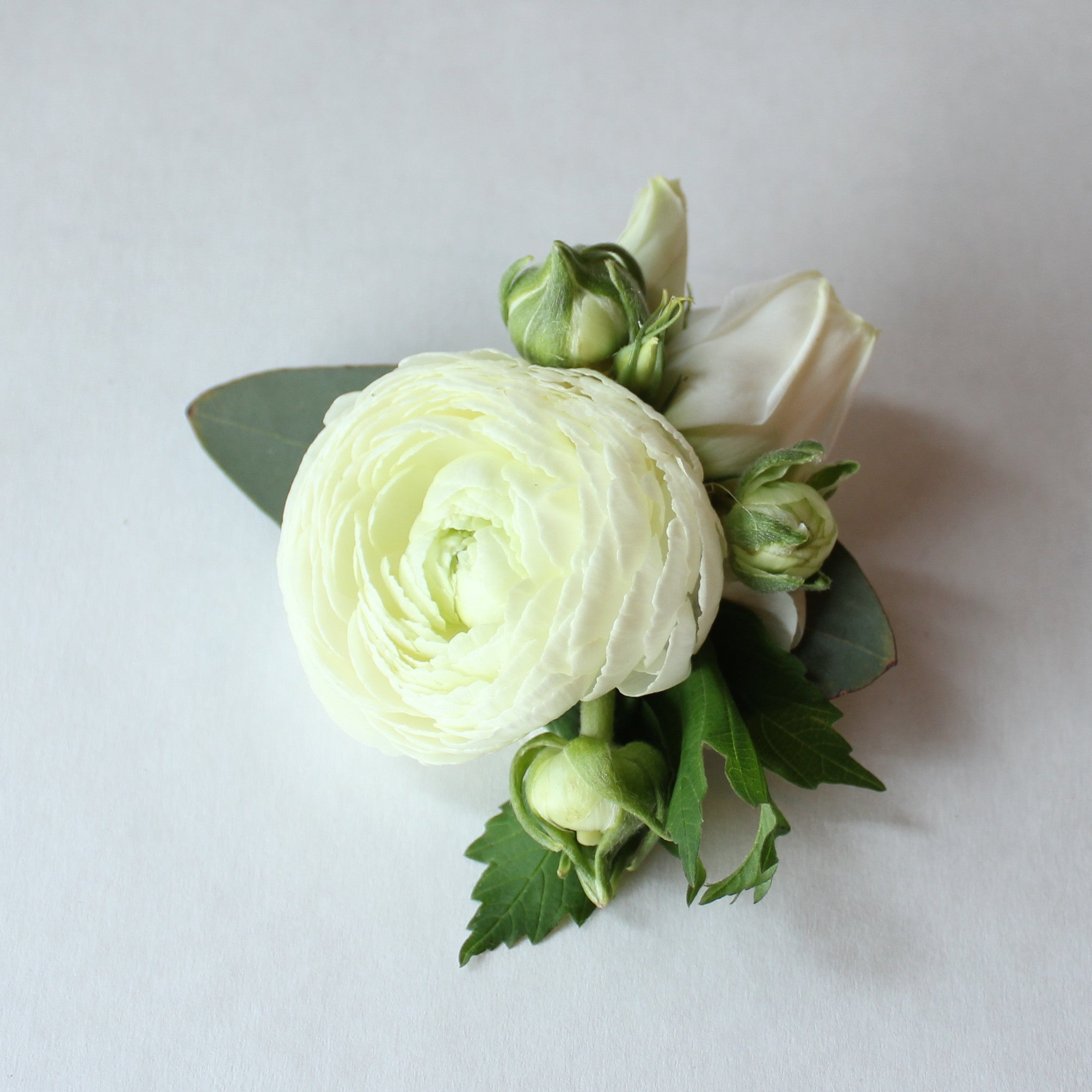A single white Ranunculus  with green foliage accents and multiple smaller buds arranged together.