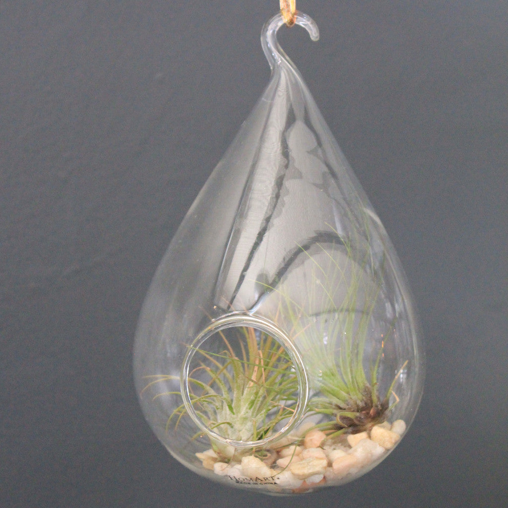 Hanging Glass Plant Bowl