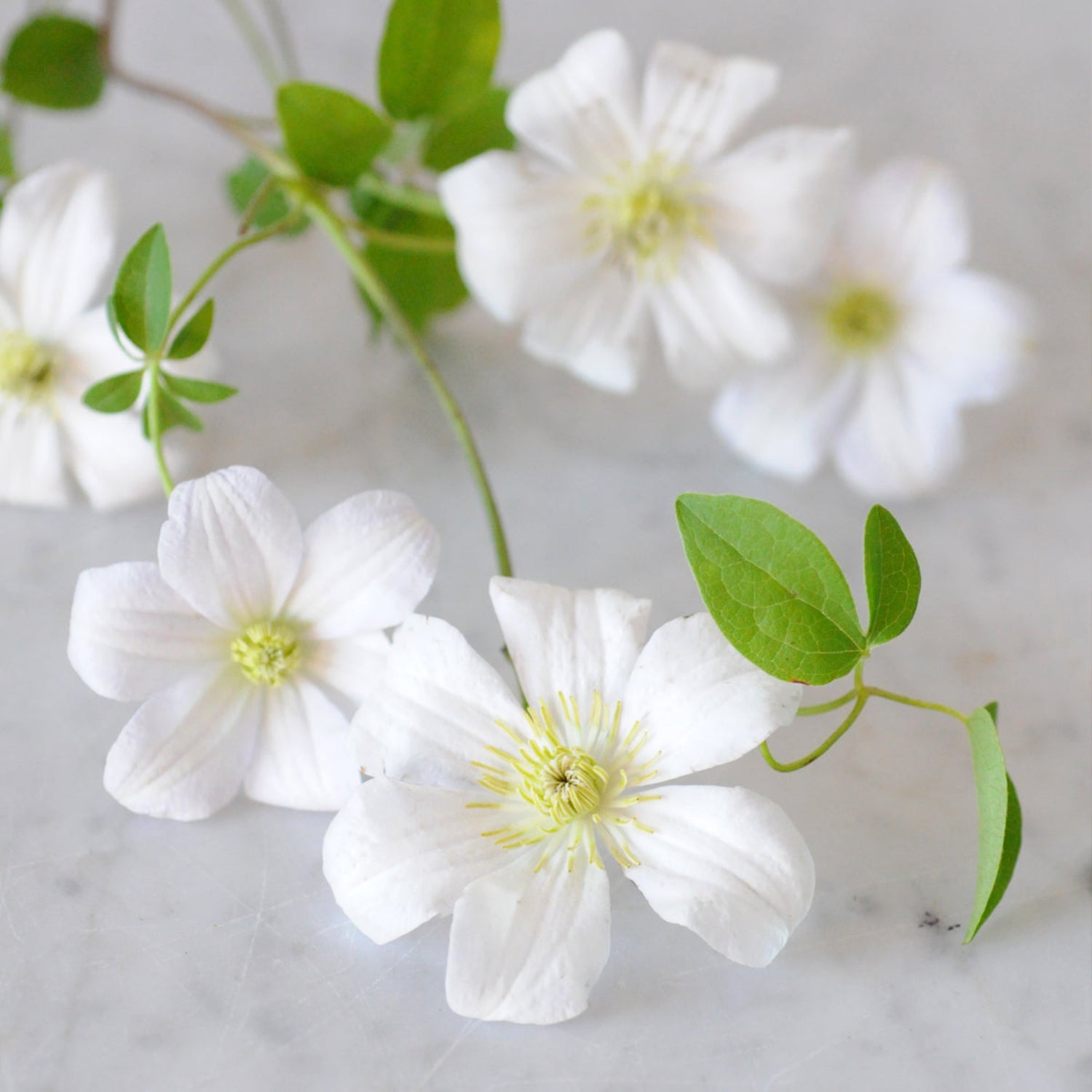 close up detail of white clematis