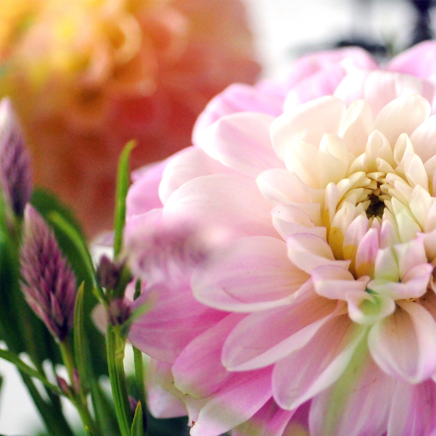 close up shot of dahlia in great detail