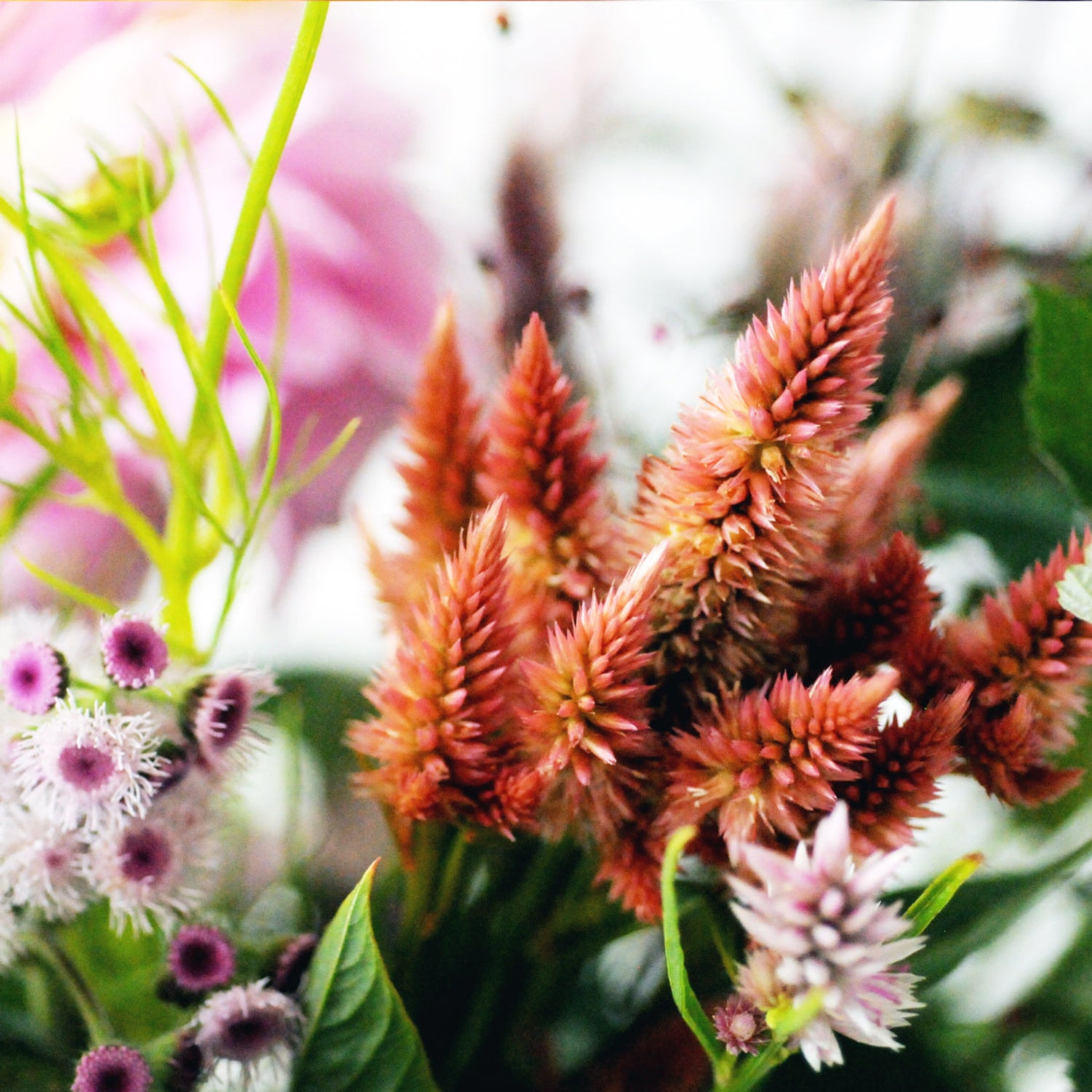 close up shot of bright orange celosia