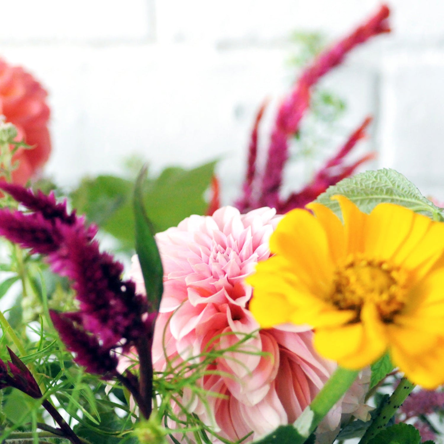 close up of dahlia and zinnia