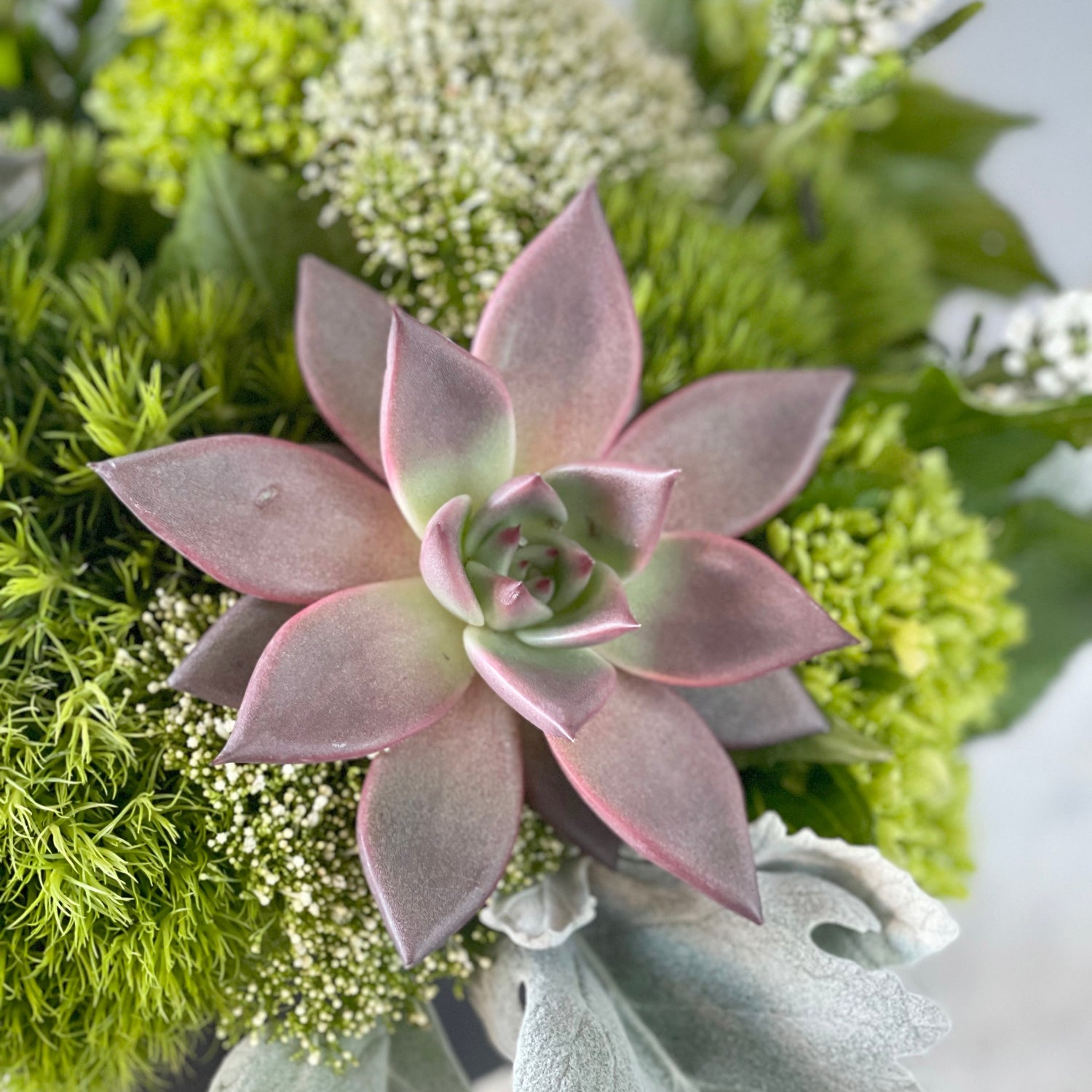 Close up Image of Spruce Flowers Loring arrangement. the fluffy, shrubby, and sophisticated Loring features a long-lasting mix of green hydrangea, trick dianthus, and succulent tops arranged in a two tone ceramic vase. Ideal for a plant enthusiast, the succulent can be rooted afterwards.