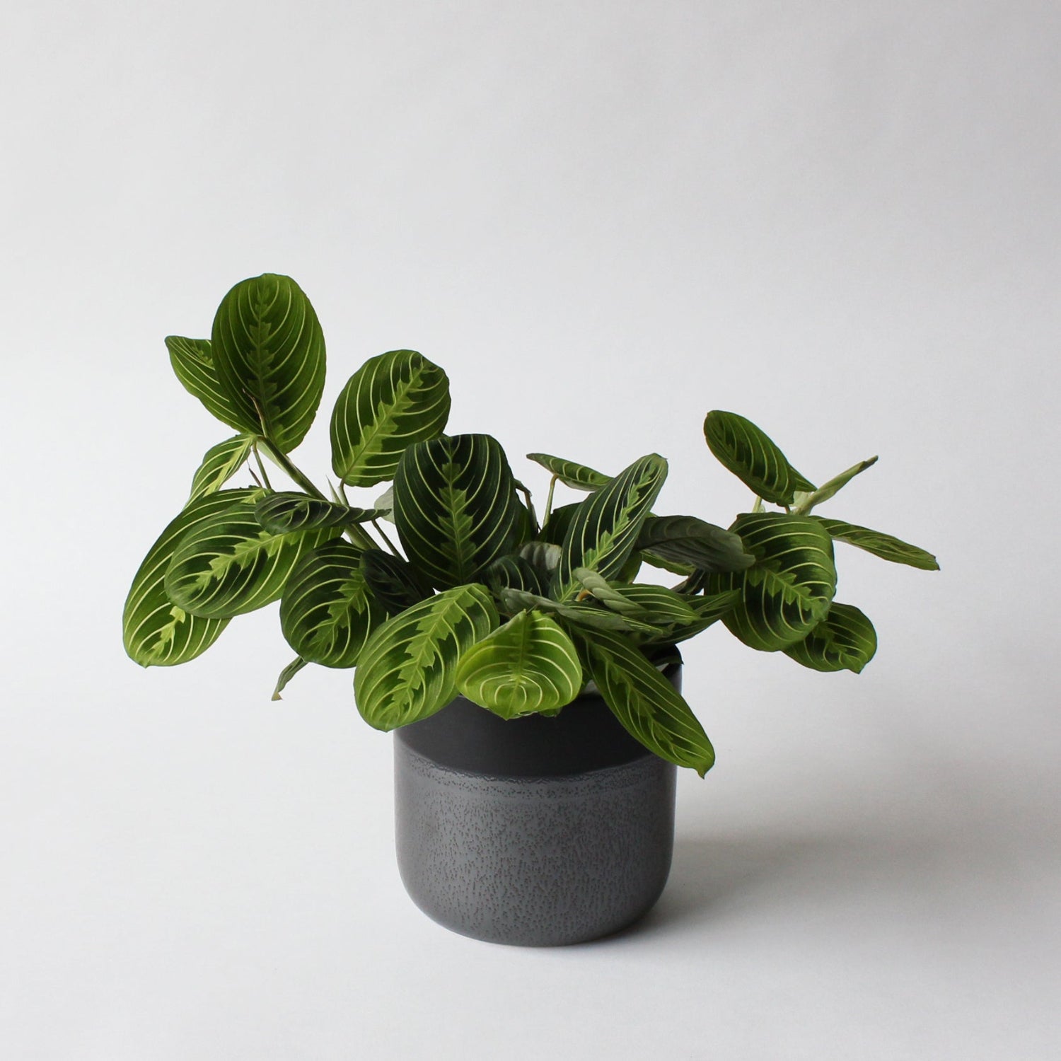 Potted plant with green leaves in a gray pot on a white background