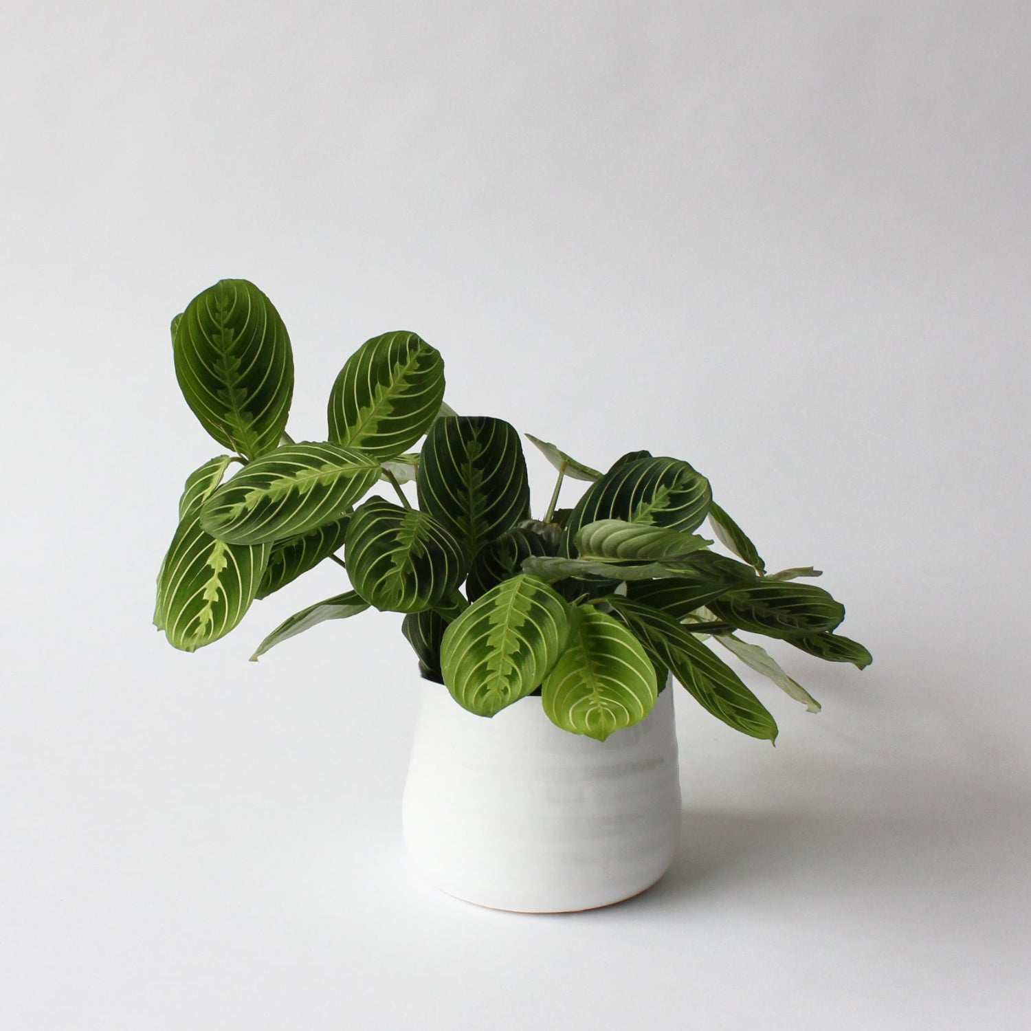A potted Maranta plant with green leaves and red variegation, commonly known as a prayer plant, against a white background.