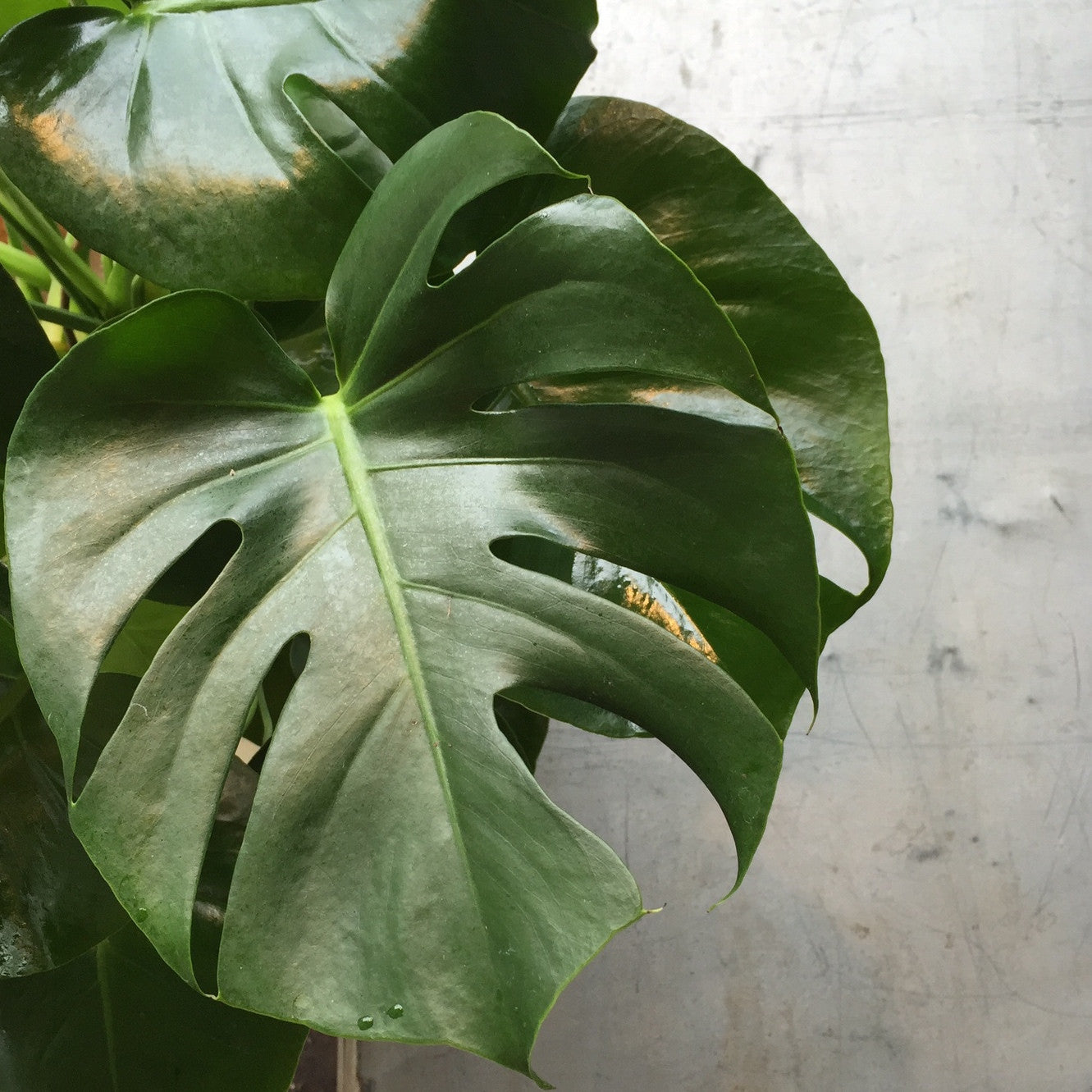 Detail of Monstera leaf