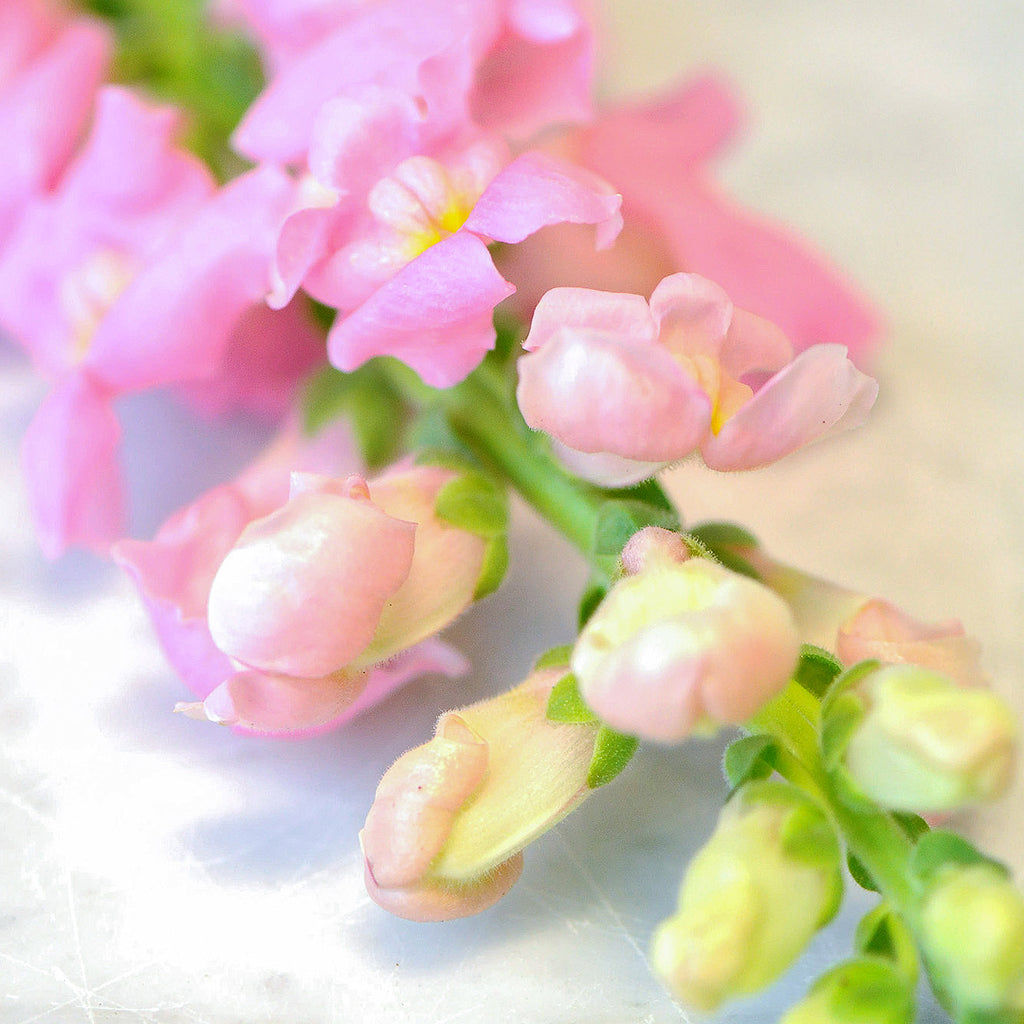 close up of Pink Snapdragon flower