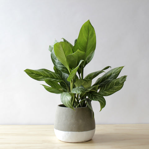 aglaonema peace lily Easy Indoor Chinese Evergreen Plant – Spruce Flowers and Events
