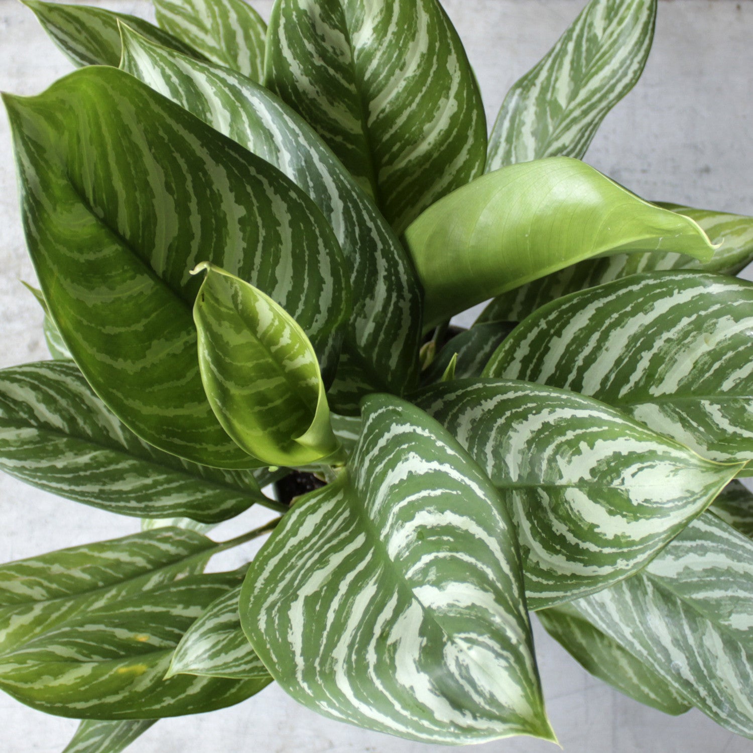 Aglaonema - Table top plant is Ash ceramic pot
