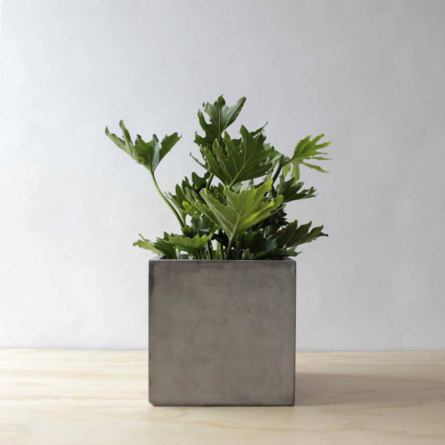 Philodendron - Hope