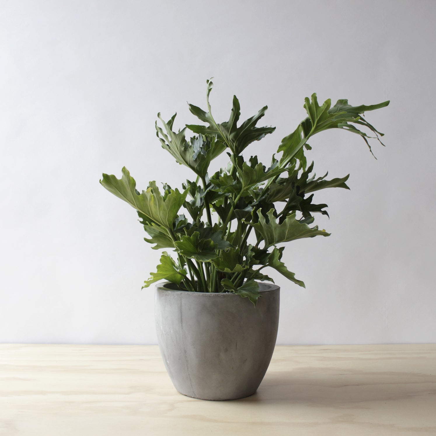 Philodendron - Hope